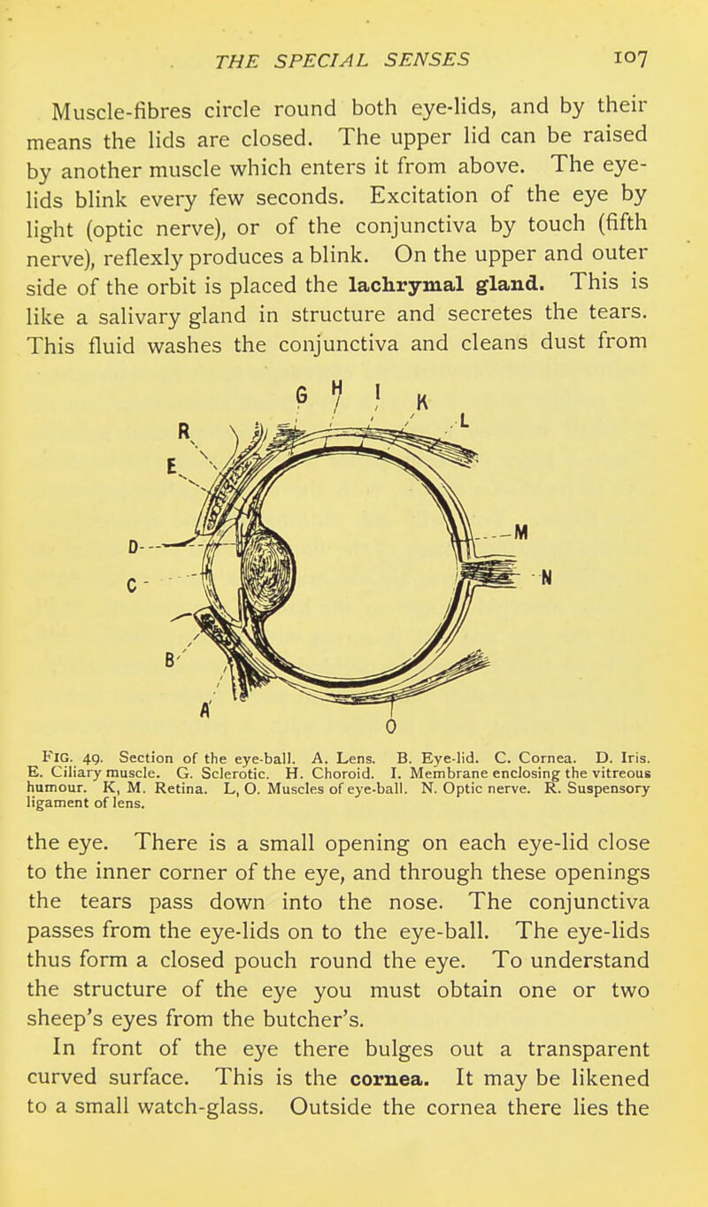 Muscle-fibres circle round both eye-lids, and by their means the lids are closed. The upper lid can be raised by another muscle which enters it from above. The eye- lids blink every few seconds. Excitation of the eye by light (optic nerve), or of the conjunctiva by touch (fifth nerve), reflexly produces a blink. On the upper and outer side of the orbit is placed the lachrymal gland. This is like a salivary gland in structure and secretes the tears. This fluid washes the conjunctiva and cleans dust from Fig. 4g. Section of the eye-ball. A. Lens. B. Eye-lid. C. Cornea. D. Iris. E. Ciliary muscle. G. Sclerotic. H. Choroid. I. Membrane enclosing the vitreous humour. K, M. Retina. L, O. Muscles of eye-ball. N. Optic nerve. R. Suspensory ligament of lens. the eye. There is a small opening on each eye-lid close to the inner corner of the eye, and through these openings the tears pass down into the nose. The conjunctiva passes from the eye-lids on to the eye-ball. The eye-lids thus form a closed pouch round the eye. To understand the structure of the eye you must obtain one or two sheep's eyes from the butcher's. In front of the eye there bulges out a transparent curved surface. This is the cornea. It may be likened to a small watch-glass. Outside the cornea there lies the