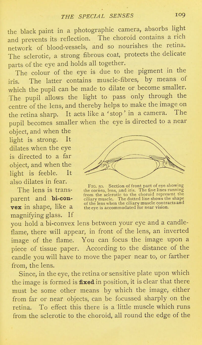 the black paint in a photographic camera, absorbs light and prevents its reflection. The choroid contains a rich network of blood-vessels, and so nourishes the retina. The sclerotic, a strong fibrous coat, protects the delicate parts of the eye and holds all together. The colour of the eye is due to the pigment in the iris. The latter contains muscle-fibres, by means of which the pupil can be made to dilate or become smaller. The pupil allows the light to pass only through the centre of the lens, and thereby helps to make the image on the retina sharp. It acts like a 'stop' in a camera. The pupil becomes smaller when the eye is directed to a near object, and when the light is strong. It dilates when the eye is directed to a far object, and when the light is feeble. It also dilates in fear. The lens is trans- parent and bi-con- vex in shape, like a magnifying glass. If you hold a bi-convex lens between your eye and a candle- flame, there will appear, in front of the lens, an inverted image of the flame. You can focus the image upon a piece of tissue paper. According to the distance of the candle you will have to move the paper near to, or farther from, the lens. Since, in the eye, the retina or sensitive plate upon which the image is formed is fixed in position, it is clear that there must be some other means by which the image, either from far or near objects, can be focussed sharply on the retina. To effect this there is a little muscle which runs from the sclerotic to the choroid, all round the edge of the Fig. 50. Section of front part of eye showing the cornea, lens, and iris. The fine lines running from the sclerotic to the choroid represent the ciliary muscle. The dotted line shows the shape of the lens when the ciliary muscle contracts and the eye is accommodated for near vision.