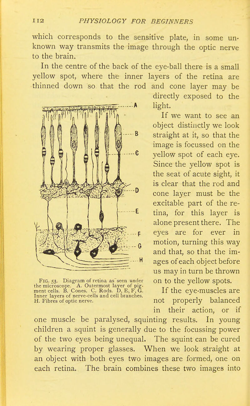 which corresponds to the sensitive plate, in some un- known way transmits the image through the optic nerve to the brain. In the centre of the back of the eye-ball there is a small yellow spot, where the inner layers of the retina are thinned down so that the rod and cone layer may be directly exposed to the light. If we want to see an object distinctly we look straight at it, so that the image is focussed on the yellow spot of each eye. Since the yellow spot is the seat of acute sight, it is clear that the rod and cone layer must be the excitable part of the re- tina, for this layer is alone present there. The eyes are for ever in motion, turning this way and that, so that the im- ages of each object before us may in turn be thrown on to the yellow spots. If the eye-muscles are not properly balanced in their action, or if one muscle be paralysed, squinting results. In young children a squint is generally due to the focussing power of the two eyes being unequal. The squint can be cured by wearing proper glasses. When we look straight at an object with both eyes two images are formed, one on each retina. The brain combines these two images into Fig. 53. Diagram of retina as seen under the microscope. A. Outermost layer of pig- ment cells. B. Cones. C. Rods. D, E, F, G. Inner layers of nerve-cells and cell branches. H. Fibres of optic nerve.