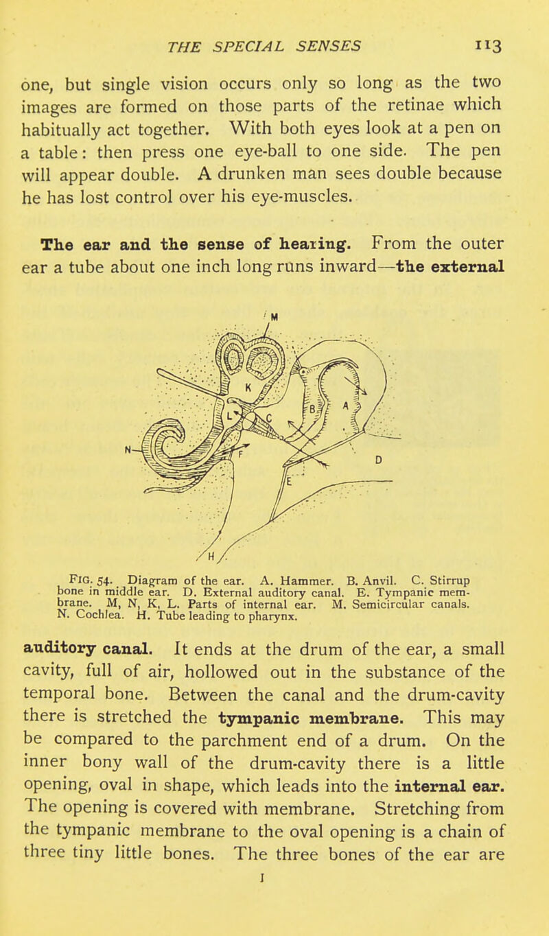one, but single vision occurs only so long as the two images are formed on those parts of the retinae which habitually act together. With both eyes look at a pen on a table: then press one eye-ball to one side. The pen will appear double. A drunken man sees double because he has lost control over his eye-muscles. The ear and the sense of hearing. From the outer ear a tube about one inch long runs inward—the external M Fig. 54. Diagram of the ear. A. Hammer. B. Anvil. C. Stirrup bone in middle ear. D. External auditory canal. E. Tympanic mem- brane. M, N, K, L. Parts of internal ear. M. Semicircular canals. N. Cochlea. H. Tube leading to pharynx. anditory canal. It ends at the drum of the ear, a small cavity, full of air, hollowed out in the substance of the temporal bone. Between the canal and the drum-cavity there is stretched the tympanic membrane. This may be compared to the parchment end of a drum. On the inner bony wall of the drum-cavity there is a little opening, oval in shape, which leads into the internal ear. The opening is covered with membrane. Stretching from the tympanic membrane to the oval opening is a chain of three tiny little bones. The three bones of the ear are 1