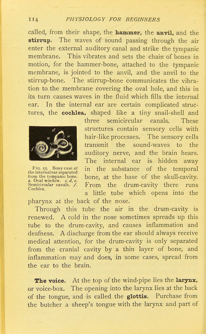 called, from their shape, the hammer, the anvil, and the stirrup. The waves of sound passing through the air enter the external auditory canal and strike the tympanic membrane. This vibrates and sets the chain of bones in motion, for the hammer-bone, attached to the tympanic membrane, is jointed to the anvil, and the anvil to the stirrup-bone. The stirrup-bone communicates the vibra- tion to the membrane covering the oval hole, and this in its turn causes waves in the fluid which fills the internal ear. In the internal ear are certain complicated struc- tures, the cochlea, shaped like a tiny snail-shell and three semicircular canals. These structures contain sensory cells with hair-like processes. The sensory cells transmit the sound-waves to the auditory nerve, and the brain hears. The internal ear is hidden away in the substance of the temporal bone, at the base of the skull-cavity. From the drum-cavity there runs a little tube which opens into the pharynx at the back of the nose. Through this tube the air in the drum-cavity is renewed. A cold in the nose sometimes spreads up this tube to the drum-cavity, and causes inflammation and deafness. A discharge from the ear should always receive medical attention, for the drum-cavity is only separated from the cranial cavity by a thin layer of bone, and inflammation may and does, in some cases, spread from the ear to the brain. The voice. At the top of the wind-pipe lies the larynx, or voice-box. The opening into the larynx lies at the back of the tongue, and is called the glottis. Purchase from the butcher a sheep's tongue with the larynx and part of Fig. 55. Bony case of the internal ear separated from the tympanic bone. a. Oval window, c, d, e. Semicircular canals, f. Cochlea.