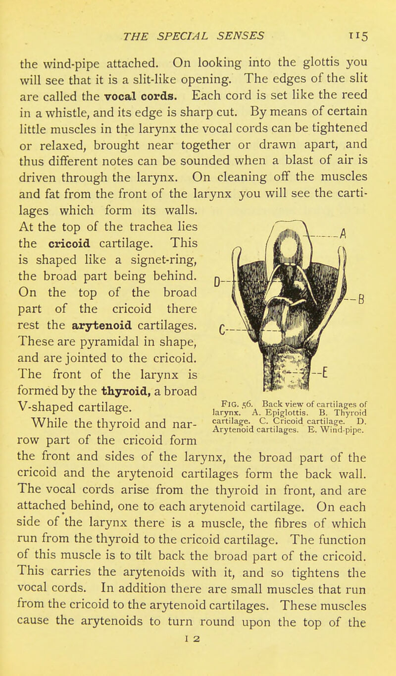 D- B C— the wind-pipe attached. On looking into the glottis you will see that it is a slit-like opening. The edges of the slit are called the vocal cords. Each cord is set like the reed in a whistle, and its edge is sharp cut. By means of certain little muscles in the larynx the vocal cords can be tightened or relaxed, brought near together or drawn apart, and thus different notes can be sounded when a blast of air is driven through the larynx. On cleaning off the muscles and fat from the front of the larynx you will see the carti- lages which form its walls. At the top of the trachea lies the cricoid cartilage. This is shaped like a signet-ring, the broad part being behind. On the top of the broad part of the cricoid there rest the arytenoid cartilages. These are pyramidal in shape, and are jointed to the cricoid. The front of the larynx is formed by the thyroid, a broad V-shaped cartilage. While the thyroid and nar- row part of the cricoid form the front and sides of the larynx, the broad part of the cricoid and the arytenoid cartilages form the back wall. The vocal cords arise from the thyroid in front, and are attached behind, one to each arytenoid cartilage. On each side of the larynx there is a muscle, the fibres of which run from the thyroid to the cricoid cartilage. The function of this muscle is to tilt back the broad part of the cricoid. This carries the arytenoids with it, and so tightens the vocal cords. In addition there are small muscles that run from the cricoid to the arytenoid cartilages. These muscles cause the arytenoids to turn round upon the top of the I 2 FlG. 56. Back view of cartilages of larynx. A. Epiglottis. B. Thyroid cartilage. C. Cricoid cartilage. D. Arytenoid cartilages. E. Wind-pipe.