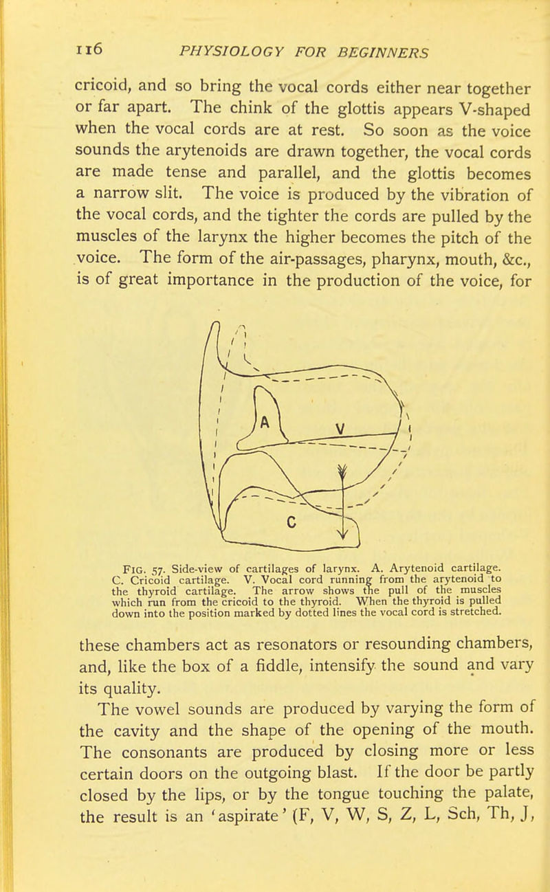 cricoid, and so bring the vocal cords either near together or far apart. The chink of the glottis appears V-shaped when the vocal cords are at rest. So soon as the voice sounds the arytenoids are drawn together, the vocal cords are made tense and parallel, and the glottis becomes a narrow slit. The voice is produced by the vibration of the vocal cords, and the tighter the cords are pulled by the muscles of the larynx the higher becomes the pitch of the voice. The form of the air-passages, pharynx, mouth, &c, is of great importance in the production of the voice, for Fig. 57. Side-view of cartilages of larynx. A. Arytenoid cartilage. C. Cricoid cartilage. V. Vocal cord running from the arytenoid to the thyroid cartilage. The arrow shows the pull of the muscles which run from the cricoid to the thyroid. When the thyroid is pulled down into the position marked by dotted lines the vocal cord is stretched. these chambers act as resonators or resounding chambers, and, like the box of a fiddle, intensify the sound and vary its quality. The vowel sounds are produced by varying the form of the cavity and the shape of the opening of the mouth. The consonants are produced by closing more or less certain doors on the outgoing blast. If the door be partly closed by the lips, or by the tongue touching the palate, the result is an 'aspirate' (F, V, W, S, Z, L, Sch, Th, J,