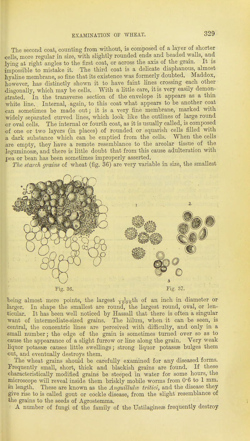 The second coat, counting from without, is composed of a layer of shorter cells, more regular in size, with slightly rounded ends and beaded walls, and lying at right angles to the first coat, or across the axis of the grain. It is impossible to mistake it. The third coat is a dehcate diaphanous, almost tyaline membrane, so fine that its existence was formerly doubted. Maddox, however, has distinctly shown it to have faint lines crossing each other diagonally, which may be cells. With a Httle care, it is very easily demon- strated. In the transverse section of the envelope it appears as a thin white line. Internal, again, to this coat what appears to be another coat can sometimes be made out; it is a very fine membrane, marked with widely separated curved lines, which look like the outlines of large round ■or oval cells. The internal or fourth coat, as it is usually called, is composed •of one or two layers (in places) of rounded or squarish cells filled with a dark substance wliich can be emptied from the cells. When the cells .are empty, they have a remote resemblance to the areolar tissue of the leguminosae, and there is little doubt that from this cause adulteration with pea or bean has been sometimes improperly asserted. The starch grains of wheat (fig. 36) are very variable in size, the smallest being almost mere points, the largest x^Vo^^^ vajdi in diameter or larger. In shape the smallest are round, the largest round, oval, or len- ticular. It has been well noticed by Hassall that there is often a singular want of intermediate-sized grains. The liilum, when it can be seen, is •central, the concentric lines are perceived with difficulty, and only in a small number; the edge of the grain is sometimes turned over so as to cause the appearance of a slight furrow or line along the grain. Very weak liquor potassse causes little swellings; strong liquor potassae bulges them out, and eventually destroys them. The wheat grains should be carefully examined for any diseased forms. Frequently small, short, thick and blackish grains are found. If these characteristically modified grains be steeped in water for some hours, the microscope will reveal inside them briskly mobile worms from 0*6 to 1 mm. in length. These are known as the Anguilluhii tritici, and the disease they give rise to is called gout or cockle disease, from the slight resemblance of the grains to the seeds of Agrostemma. A number of fungi of the family of the Ustilagine* frequently destroy Fig. 36. Fig. 37.