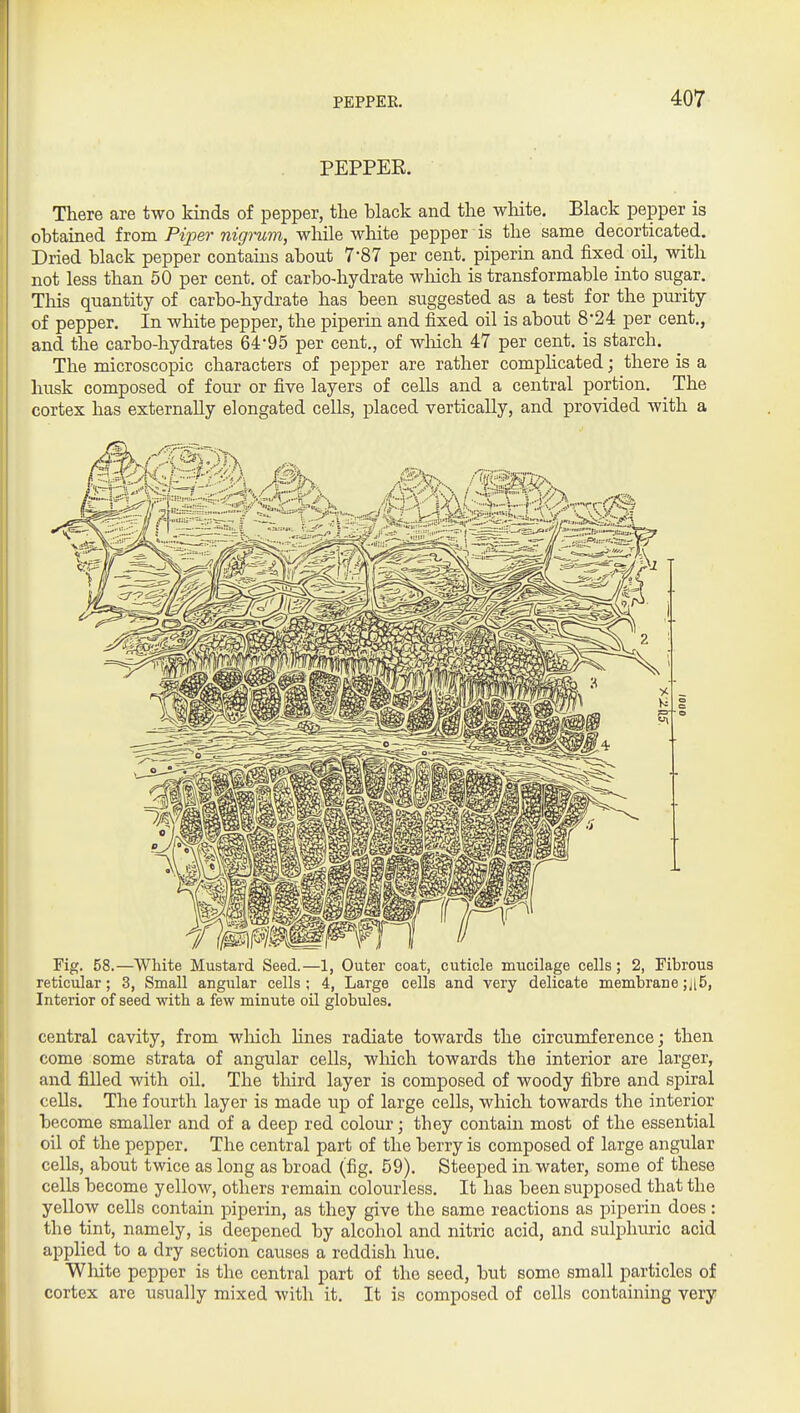 PEPPEE. There are two kinds of pepper, the black and the white. Black pepper is obtained horn Piper nigmm, while white pepper is the same decorticated. Dried black pepper contains about 7-87 per cent, piperin and fixed oil, with not less than 50 per cent, of carbo-hydrate wliich is transformable into sugar. Tliis quantity of carbo-hydrate has been suggested as a test for the purity of pepper. In white pepper, the piperin and fixed oil is about 8'24 per cent., and the carbo-hydrates 64*95 per cent., of wliich 47 per cent, is starch. The microscopic characters of pepper are rather complicated; there is a husk composed of four or five layers of cells and a central portion. The cortex has externally elongated cells, placed vertically, and provided with a Fig. 58.—White Mustard Seed.—1, Outer coat, cuticle mucilage cells; 2, Fibrous reticular; 3, Small angular cells; 4, Large cells and very delicate membrane ;ii5, Interior of seed with a few minute oil globules. central cavity, from which Hues radiate towards the circumference; then come some strata of angular cells, wliich towards the interior are larger, and filled with oil. The third layer is composed of woody fibre and spiral cells. The fourth layer is made up of large cells, which towards the interior become smaller and of a deep red colour; they contain most of the essential oil of the pepper. The central part of the berry is composed of large angular cells, about twice as long as broad (fig. 59). Steeped in water, some of these cells become yellow, others remain colourless. It has been supposed that the yellow cells contain piperin, as they give the same reactions as piperin does: the tint, namely, is deepened by alcohol and nitric acid, and sulphiu:ic acid applied to a dry section causes a reddish hue. White pepper is the central part of the seed, but some small particles of cortex are usually mixed with it. It is composed of cells containing very