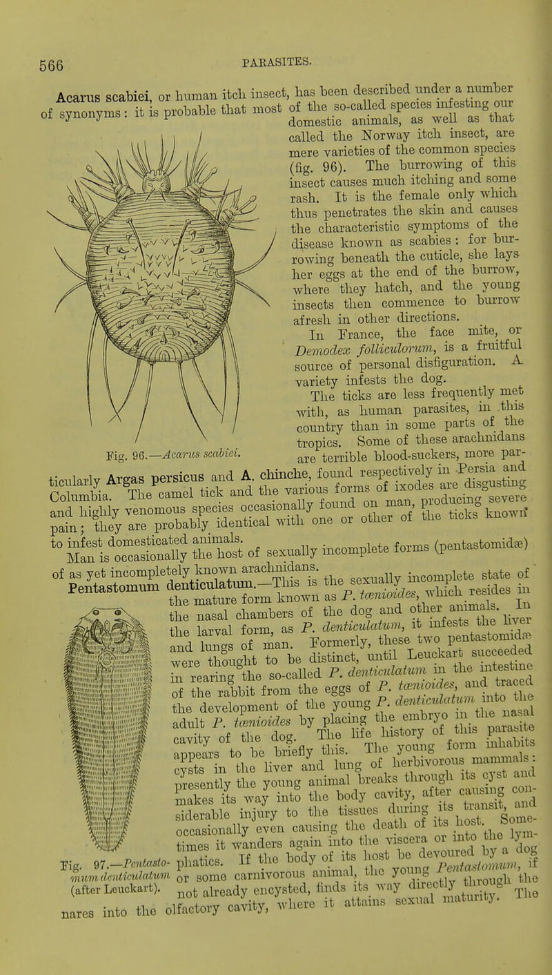 Fig. 96.—Acarics scabici. Acarus scabiei or human itcli insect, has been described under a number called the Norway itch insect, are mere varieties of the common species (fig. 96). The burrowing of this insect causes much itching and some rash. It is the female only which thus penetrates the skin and causes the characteristic symptoms of the disease known as scabies : for bur- rowing beneath the cuticle, she lays her eggs at the end of the burrow, where they hatch, and the young insects then commence to burrow afresh in other directions. In France, the face mite, or Demodex foUiculorum, is a fruitful source of personal disfiguration. A variety infests the dog. The ticks are less frequently met with, as human parasites, in this country than in some parts of the tropics. Some of these arachmdans ^- — are terrible blood-suckers, more par- 1 A.r Aro-fl«; t)ersicus and A cliinche, found respectively in -Persia and S^X^:~k and the ^t^^^^^^'^Z^^ ^t!,'^;^ - ±\^Z^ of sexuany incomplete forms (pentastomidae) of as yet incompletely known arachn^^^^^^^ i,,complete state of Pentastomum ^-t^u^a^^-^^^^^^^^^^ ^;^Jcles,.lLrefe. in th nasal chambers of the dog and other a-m^^^^ thP larval form, as P. denticulatim, it infests the hvei and luns of man. Formerly, these two pentastomidaj were thSiRht Z be distinct, until Leuckart succeeded rrearinTthe so-called P. denticulatum in the intestine of he ra1.bit from the eggs of ^ ^^^^^l^^^^^ the development of the young P. ^^^^f'^^f ^.^' S adult P tcenioides by placing the embryo ^le na al pnvUv of tlie doc^ The life history of this parasite appears to be bri;fly this. The young form inhabits ^rLlhe liver a^d lung of vo-us^-^^^^^^^^^^ presently the young animal breaks through its cjst ant Lakes ii way int? the body cavity, after causing con- siderable injury to the t ssues dimng ^^^'X^l 'Ln.s.. ratics! Tf the body of its l^^-t be ^^^^^^^^^^^^ cntmdatum some carnivorous animal tho young / . (after Leuckart). already encysted, finds its way directly i^^^^^^^ narcs into the olfactory cavity, where it attains sexual niatunt,. 97 mum tie