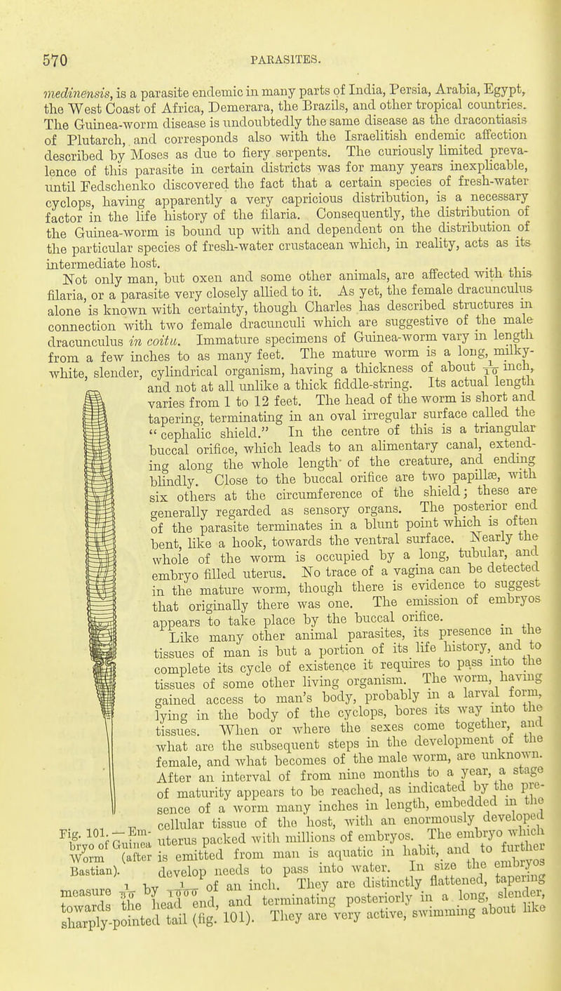 medinensis, is a parasite endemic in many parts of India, Persia, Arabia, Egypt, the West Coast of Africa, Demerara, the Brazils, and other tropical countries. The Guinea-worm disease is undoubtedly the same disease as the dracontiasis of Plutarch, and corresponds also with the IsraeHtish endemic affection described by Moses as due to fiery serpents. The curiously limited preva- lence of this parasite in certain districts was for many years inexphcable, until Pedschenko discovered the fact that a certain species of fresh-water Cyclops, having apparently a very capricious distribution, is a necessary factor in the life history of the filaria. Consequently, the distribution of the Guinea-worm is bound up with and dependent on the distribution of the particular species of fresh-water crustacean which, in reality, acts as its mtermediate host. _ . i -4.1, i-i,- JSTot only man, but oxen and some other animals, are aflectecL witn mia filaria or a parasite very closely allied to it. As yet, the female dracunculus alone is known with certainty, though Charles has described structures in connection with two female dracunculi which are suggestive of the male dracunculus in coitu. Immature specimens of Giiinea-worm vary m length from a few inches to as many feet. The mature worm is a long,^miiky- white, slender, cylindrical organism, having a thickness of about inch, and not at all unlike a thick fiddle-string. Its actual length varies from 1 to 12 feet. The head of the worm is short and tapering, terminating in an oval irregular surface called the  cephalic shield. In the centre of this is a triangular buccal orifice, which leads to an alimentary canal, extend- ing along the whole length- of the creature, and endmg bhndly  Close to the buccal orifice are two papHlae, with six others at the circumference of the shield; these are generally regarded as sensory organs. The posterior end of the parasite terminates in a blunt point which is often bent, like a hook, towards the ventral surface. Nearly the whole of the worm is occupied by a long, tubular, and embryo filled uterus. No trace of a vagina can be detected in the mature worm, though there is evidence to suggest that originally there was one. The emission of embryos appears to take place by the buccal orifice. _ Like many other animal parasites, its presence m the tissues of man is but a portion of its life history,_ and to complete its cycle of existence it requires to pass into the tissues of some other living organism. The worm, having gained access to man's body, probably m a larval form, fying in the body of the cyclops, bores its way mto the tissues. When or where the sexes come together and what are the subsequent steps in the development ot the female, and what becomes of the male worm, are unknown. After an interval of from nine months to a year, a stage of maturity appears to be reached, as indicated by the pre- sence of a worm many inches in length, embedded in the cellular tissue of the host, with an enormously developed Fig. 101.-^m- ^ . J .^li^^^^ embryos. The embryo which J;7o™^ arrfeSed from man is. aquatic in ^f^^f^^^^^^^:, Bastian). develop needs to pass into water. In size the embryos 1 W 1 of an inch. They are distinctly flattened, tapenng r'nlSs tXSrJ, and ei'minatiJg posteriorly in a long, slender^ s^ptpo'^e^^^^^^^^ 101). They are very active, swimming about like