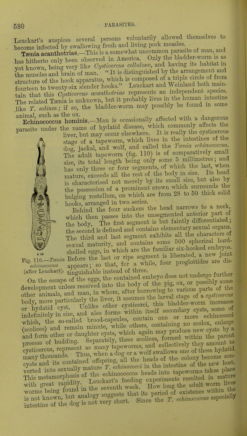 Lenckart's auspices several persons voluntarily allowed themselves to become infected by swallowing fresh and living pork measles Taenia acanthotrias.-This is a somewhat uncommon parasite of man,_and has hitherto only been observed in America. Only the bladder-worm is as vet known being very hke Cysticercus cellulosw, and havmg its habitat in the musIleL and brain of man/  It is distinguished by the arrangement and struSure of the hook apparatus, which is composed of a rip e circle of from Seen to twenty-six slender hooks. Leuckart and Weinland both mam- ta n that this Cysticercus acanthotrias represents an independent _ species. The related Tania is unknown, but it probably lives in the human mtestme like 2\ solium; if so, the bladder-worm may possibly be found m some '^T^i^::oc::Xm^^^ is occasionally affected with a dangerous parasite under the name of hydatid disease, which common y afiects the parasite un ^^^^ may occur elsewhere. It is really the cysticercus stase of a tapeworm, which lives in the intestines of the dog iackal, and wolf, and called the Tcenia echinococcus The adult tapeworm (fig. HO) is of comparatively small size, its total length being only some 5 mil metres; and has only three or four segments, of Avliich the last when mature, exceeds all the rest of the body in_ size Its head is characterised not merely by its smaU size, but also by the possession of a prominent crown which surrounds the bulging rostellum, on which are from 28 to 50 tlnck sohd hooks, arranged in two series. Behind the four suckers the head narrows to a neck which then passes into the unsegmented anterior part of the body The first segment is but faintly differentiated, the second is defined and contains elementary sexual organs The Sd and last segment exhibits f}^^^^^^^^^^^:! sexual maturity, and contains some 500 spherical haid- shelled ec^gs, in which are the famihar six-hooked embryos ^ • tLwp thP last or ripe segment is liberated, a new joint Kg. llO.-to Before /'P\''^l,ile four proglottides are dis- echinococcus appears; so tnat, lor a wuuc, s.^^ o (after Leuckart). tinguishable instead of three. j; n on tKe es.ape'7t.e eg«. .»>^e — e..^ development xmless ^'J^'^^f^ul^^^^^^^ various parte o£ the other animals, and ™ ''''f ° t? ^ of a ciysiicemis eystsVd its o^nt.^^^^^^^^ o/^e new host. verted into ^''^''1 heads into tapeworms takes p ace This metamorphosis of tie e^^^^^^^ experiments resulted in ma tare with great rapidity. J;™=''3,, jjow Ion? the adult worm hves wms being '»f J ^^/r/^ tXuts^^^^^^ existence within the iXtii'^he.^^^^^ Since the T. .M—especially