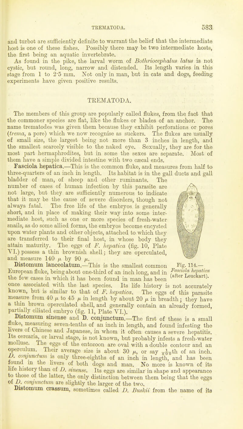 TREMATODA. 583; and tiirbot are suflficiently definite to warrant the belief that the intermediate host is one of these fishes. Possibly there may be two intermediate hosts, the first being an aquatic invertebrate. As found in the pike, the larval worm of Bothriocephahcs latus is not cystic, but round, long, narrow and distended. Its length varies in this stage from 1 to 25 mm. ISTot only in man, but in cats and dogs, feeding experiments have given positive results. TREMATODA. The members of this group are popularly called flukes, from the fact that the commoner species are flat, hke the flukes or blades of an anchor. The name trematodes was given them because they exhibit perforations or pores {trema, a pore) which we now recognise as suckers. The fltikes are usually of small size, the largest being not more than 3 inches in length, and the smallest scarcely visible to the naked eye. Sexually, they are for the most part hermaphrodites, but in some the sexes are separate. Most of them have a simple divided intestine with two csecal ends. Fasciola hepatica.—This is the common fluke, and measures from half to three-quarters of an inch in length. Its habitat is in the gall ducts and gall bladder of man, of sheep and other ruminants. The number of cases of human infection by this parasite are not large, but they are sufficiently numerous to indicate that it may be the cause of severe disorders, though not always fatal. The free Hfe of the embryos is generally short, and in place of making their way into some inter- mediate host, such as one or more species of fresh-water snails, as do some allied forms, the embryos become encysted upon water plants and other objects, attached to which they are transferred to their final host, in whose body they attain maturity. The eggs of F. hepatica (fig. 10, Plate YI.) possess a thin brownish shell; they are operculated, and measure 140 jx by 90 Distomum lanceolatum.—This is the smallest common European fluke, being about one-third of an inch long, and in the few cases in which it has been found in man has been once associated with the last species. Its life history is not accurately known, but is similar to that of F. hepatica. The eggs of this parasite measure from 40 /a to 45 /a in length by about 20 in breadth; they have a thm brown operculated shell, and generally contain an already formed, partially cihated embryo (fig. 11, Plate VI.). Distomum sinense and D. conjunctum.—The first of these is a small fluke, measuring seven-tenths of an inch in length, and found infesting the livers of Chinese and Japanese, in whom it often causes a severe hepatitis. Its cercaria or larval stage, is not known, but probably infests a fresh-water mollusc. The eggs of the entozoon are oval with a double contour and an operculum. Their average size is about 30 fx, or say ^^i'k of an inch. D. conjundum is only three-eighths of an inch in length, and has been found in tlie livers of both dogs and man. No more is known of its hfe history than of D. sinense. Its eggs are similar in shape and appearance to those of the latter, the only distinction between them being that the eggs of D. conpmdum are slightly the larger of the two. Distomum crassum, sometimes called D. BusJdi from the name of its Fig. 114.— Fasciola hepatica (after Leuckart).