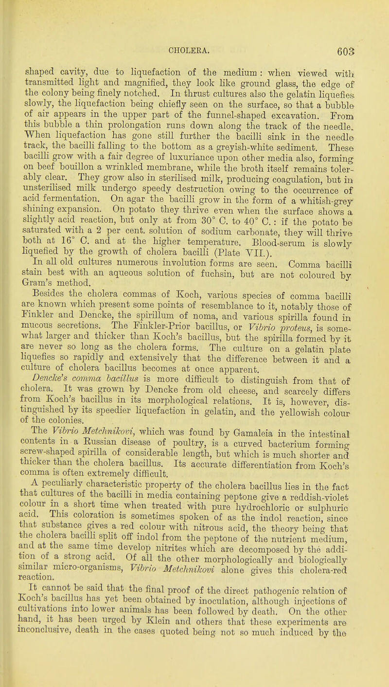 shaped cavity, due to liquefaction of the medium : when viewed with transmitted light and magnified, they look like ground glass, the edge of the colony being finely notched. In thrust cultures also the gelatin liquefies slowly, the liquefaction being cliiefly seen on the surface, so that a bubble of air appears in the upper part of the funnel-shaped excavation. From this bubble a tliin prolongation runs down along the track of the needle. When liquefaction has gone still further the bacilli sink in the needle track, the bacilh falling to the bottom as a greyish-white sediment. These bacilli grow with a fair degree of luxuriance upon other media also, forming on beef bouillon a wrinkled membrane, while the broth itself remains toler- ably clear. They grow also in steriHsed milk, producmg coagulation, but in unsterihsed milk undergo speedy destruction owing to the occurrence of acid fermentation. On agar the bacilU grow in the form of a whitish-grey shining expansion. On potato they thrive even when the siu'face shows a slightly acid reaction, but only at from 30° C. to 40° C.: if the potato be saturated with a 2 per cent, solution of sodium carbonate, they will thrive both at 16° C. and at the higher temperature. Blood-serum is slowly liquefied by the growth of cholera bacilli (Plate VII.). In all old cultures numerous involution forms are seen. Comma bacilli stain best with an aqueous solution of fuchsin, but are not coloured by Gram's method. Besides the cholera commas of Koch, various species of comma bacilli are known which present some points of resemblance to it, notably those of Tinkler and Dencke, the spirillum of noma, and various spirilla found in mucous secretions. The Finkler-Prior bacillus, or Vibrio proteus, is some- what larger and thicker than Koch's bacillus, but the spu-iHa formed by it are never so long as the cholera forms. The culture on a gelatin plate liquefies so rapidly and extensively that the difference between it and a culture of cholera bacillus becomes at once apparent. Dencke's comma bacillus is more difficult to distinguish from that of cholera. It was grown by Dencke from old cheese, and scarcely differs from Koch's bacillus in its morphological relations. It is, however, dis- tinguished by its speedier Hquefaction in gelatin, and the yellowish colour of the colonies. The Vibrio MetcliniTcovi, which was found by Gamaleia in the intestinal contents in a Russian disease of poultry, is a curved bacterium forming screw-shaped spirilla of considerable length, but which is much shorter and thicker than the cholera bacillus. Its accurate difi'erentiation from Koch's comma is often extremely difficult. A pecuharly characteristic property of the cholera baciUus lies in the fact that cultures of the baciUi in media containing peptone give a reddish-violet colour m a short time when treated with pure hydrochloric or sulphuric acid. This coloration is sometimes spoken of as the indol reaction, since that substance gives a red colour with nitrous acid, the theory being that the cholera baciUi spht off indol from the peptone of the nutrient medium, and at the same time develop nitrites which are decomposed by the addi- tion of a strong acid. Of all the other morphologically and biologically sunilar micro-organisms, Vibrio Metchnilcovi alone gives this cholera-red reaction. It cannot be said that the final proof of the direct pathogenic relation of Koch s bacillus has yet been obtained by inoculation, although injections of cultivations into lower animals has been followed by death. On the other hand, it has been urged by Klein and others that these experiments are inconclusive, death in the cases quoted being not so much induced by the