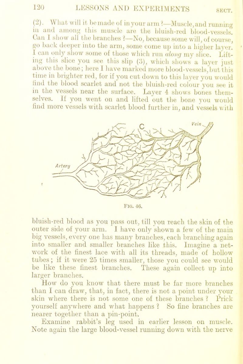 SKCT. (2). What will il liciiiadc of inyour ;irm'^—Muscle,and runjiiiig iu and iinio)!,^ iJiis iiuisclc are the bluLsh-red blood-veHsek Can i show all the braiielies ?—No, because some will, of course, fto back dee])er into the arm, some come uj) into a higher layer! ' I can only show some of those which run along my slice. Lift- ing- this slice you see this slip (3), which sliows a layer just above the bone; here I have marked nioi'e blood-vessels, but this time in brighter red, for if you cut down to this layer you would find the blood scarlet and not the bluisli-red coloui- you see it in the vessels near the surface. Layer 4 shows bones them- selves. If you went on and lifted out the bone 3'ou would find more vessels with scarlet blood furthei- in, and vessels with Fig. 46. bluish-red blood as you pass out, till you reach the skin of the outer side of your arm. 1 have only shown a few of the main big vessels, every one has many branches, each branching again into smaller and smaller branches like this. Imagine a net- work of the finest lace with all its threads, made of hollow tubes; if it were 25 times smaller, those you could see woiUd be like these finest branches. These again collect up into larger branches. How do you know that there must be far more branches tlian I can draw, that, iu fact, there is not a point under yom' skin where there is not some one of these branches ? Prick yourself anywhere and what happens ? So fine branckes are nearer together than a pin-point. Examine rabbit's leg used in earlier lesson on muscle. Note again the large blood-vessel running down with the nerve