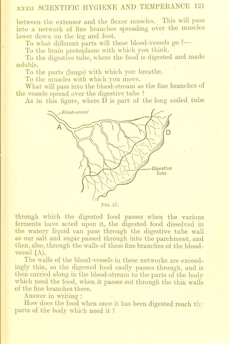 between the extensor and the flexor nuisckis. Tliia will pass into a network of fine branches spreading over the muscles lower down on the leg and foot. To what different parts will these blood-vessels go 1— To the brain protoplasn\ with which you thinlc. To the digestive tube, where the food is digested and made soluble. To the parts (lungs) with which you breathe. To the nuiscles with which you move. What will pass into the blood-stream as the fine branches of the vessels spread over the digestive tube ? As in this figure, where D is part of the long coiled tube Fig. 47. through which the digested food passes when the various ferments have acted upon it, the digested food dissolved in the watery liquid can pass through the digestive tube wall as our salt and sugar passed through into the parchment, and then, also, through the walls of these fine branches of the blood- vessel (A). The walls of the blood-vessels in these networks are exceed- ingly thin, so the digested food easily passes through, and is then carried along in the blood-stream to the parts of the body which need the food, when it passes out thi-ough the thin walls of the fine branches there. Answer in writing : How does the food when once it has been digested reach the parts of the body which need it ?