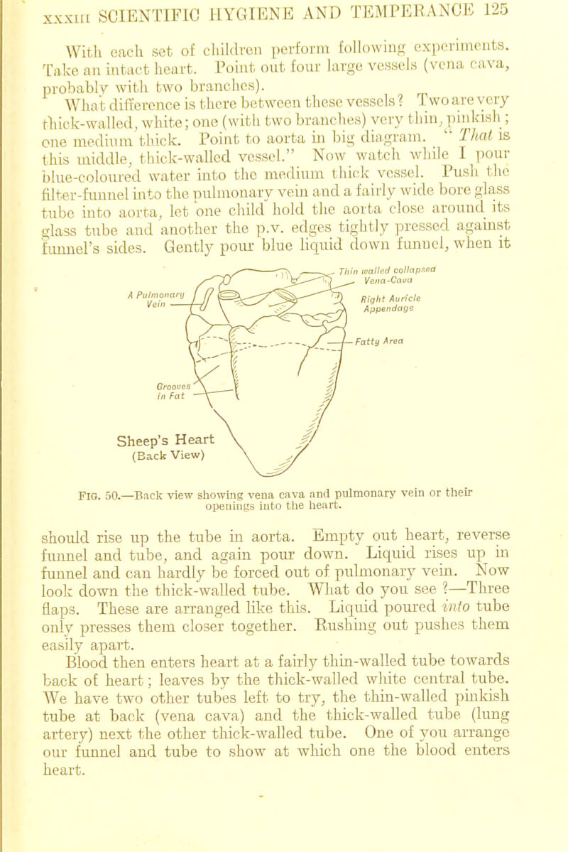 With each set of children perform following cxpoi-imeuts. Take an intact heart. Point out four large vessels (vena cava, pi'ohablv with two branches). Wlui I dilxerei^ce is there between these vessels ? Two are very thick-walled, white; one (with two branches) very thin, y)inkish ; one medinra thick. Point to aorta iii big diagram.  Thai is this middle, thick-walled vessel. Noav watch while I pour blue-coloured water into the medium thick vessel. Push the filter-funnel into the pulmonary vein and a faii'ly wide bore glass tube into aorta, let one child hold the aorta close around its glass tube and another the p.v. edges tightly pressed against funnel's sides. Gently poiu- blue liquid down funnel, when it PIO. 50.—Back view showing vena cava and pulmonary vein or their openings into the lieart. should rise up the tube in aorta. Empty out heart, reverse funnel and tube, and again pour down. Liquid rises up in funnel and can hardly be forced out of pulmonary vein. Now look down the thick-walled tube. What do you see ?—Three flaps. These are arranged like this. Liquid poured into tube only presses them closer together. Rushing out pushes them easily apart. Blood then enters heart at a fairly thin-walled tube towards back of heart; leaves by the thick-walled white central tube. We have two other tubes left to try, the thin-walled pinkish tube at back (vena cava) and the thick-walled tube (lung artery) next the other thick-walled tube. One of you arrange our funnel and tube to show at which one the blood enters heart.