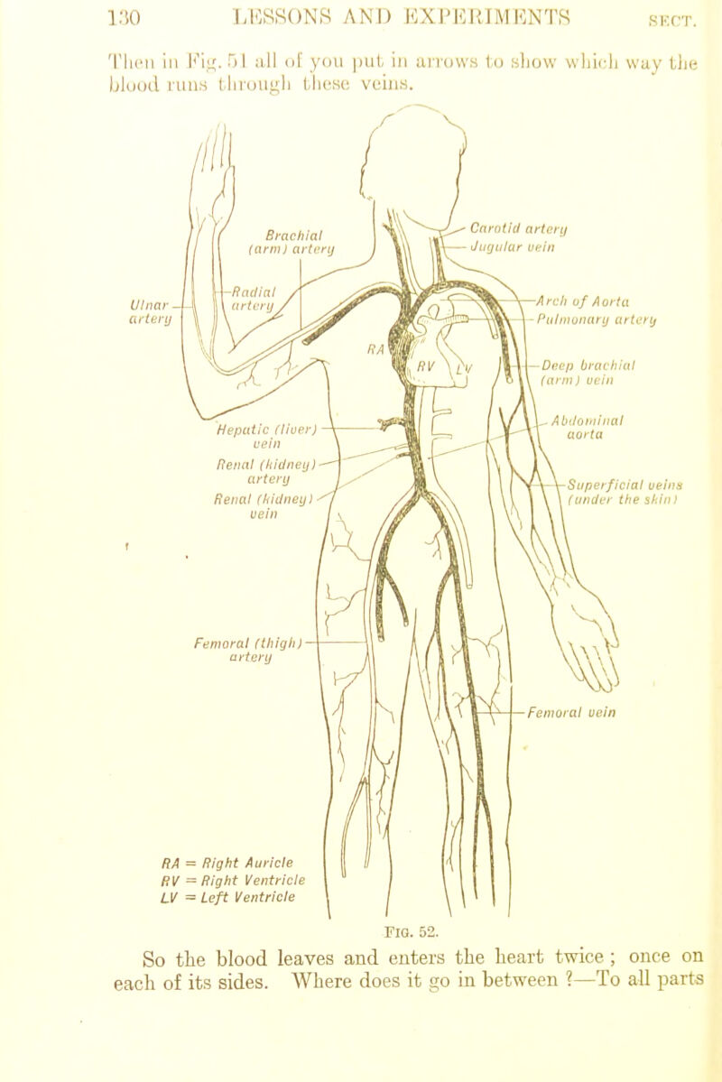 mo t;i^ssons and expf.riivii^ntk Tlicii ill Vv^. 51 of you |)ui ill tii rovvs to sliow wliicli way tlie blood runs iJirouiuli tlit'sc veins. no. 52. So the blood leaves and enters the heart twice ; once on each of its sides. Where does it go in between ?—To all parts