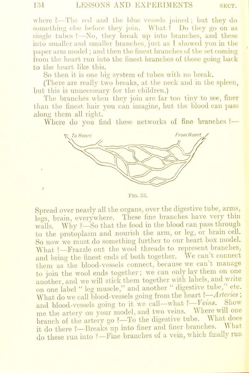where?—Tlie red. :iiul t-lie lilue vessels joined; but they (Jo soinethiiifj,' else before tliey join. Wiiat '{ Do they go on as single tubes ?—No, they break up into brandies, and these into smaller and smaller branches, just as 1 showed you in the ])a]Hn' arm model; and then the (inest bran(;hes of the set coming i'rom the heart run into the finest branches of those going back to the heart like this. So then it is one big S3'stem of tubes with no break. (There are really two breaks, at tlie neck and hi the spleen, but this is imiiecessary for the children.) The branches when they join are far too tiny to see, finer than tlie finest hau- you can imagine, but the blood can pass along them all right. Where do you find these networks of fijie branches ?— Fig. 53. Spread over nearly all the organs, over the digestive tube, arms, legs, brain, everywhere. These fine branches have very thin walls. Why ?—So that the food in the blood can pass tlu'ough to the protoplasm and nourish the arm, or leg, or brain cell. So now we must do something further to our heart box model. What ?—Frazzle out the wool threads to represent branches, and bring the finest ends of both together. We can't connect them as the blood-vessels connect, because we can't manage to jobi the wool ends together; we can only lay them on one another, and we wUl stick them together with labels, and write on one label  leg muscle, and another  digestive tube, ' etc. What do we call blood-vessels going from the heart ?—4 )-?erzes ; and blood-vessels going to it we call—what %—Veins. Show me the artery on your model, and two veins. Where will one branch of the artery go ?—To the digestive tube. What does it do there ?—Breaks up into finer and finer branches. U hat do these run into ?—Fine branches of a vein, which finally run