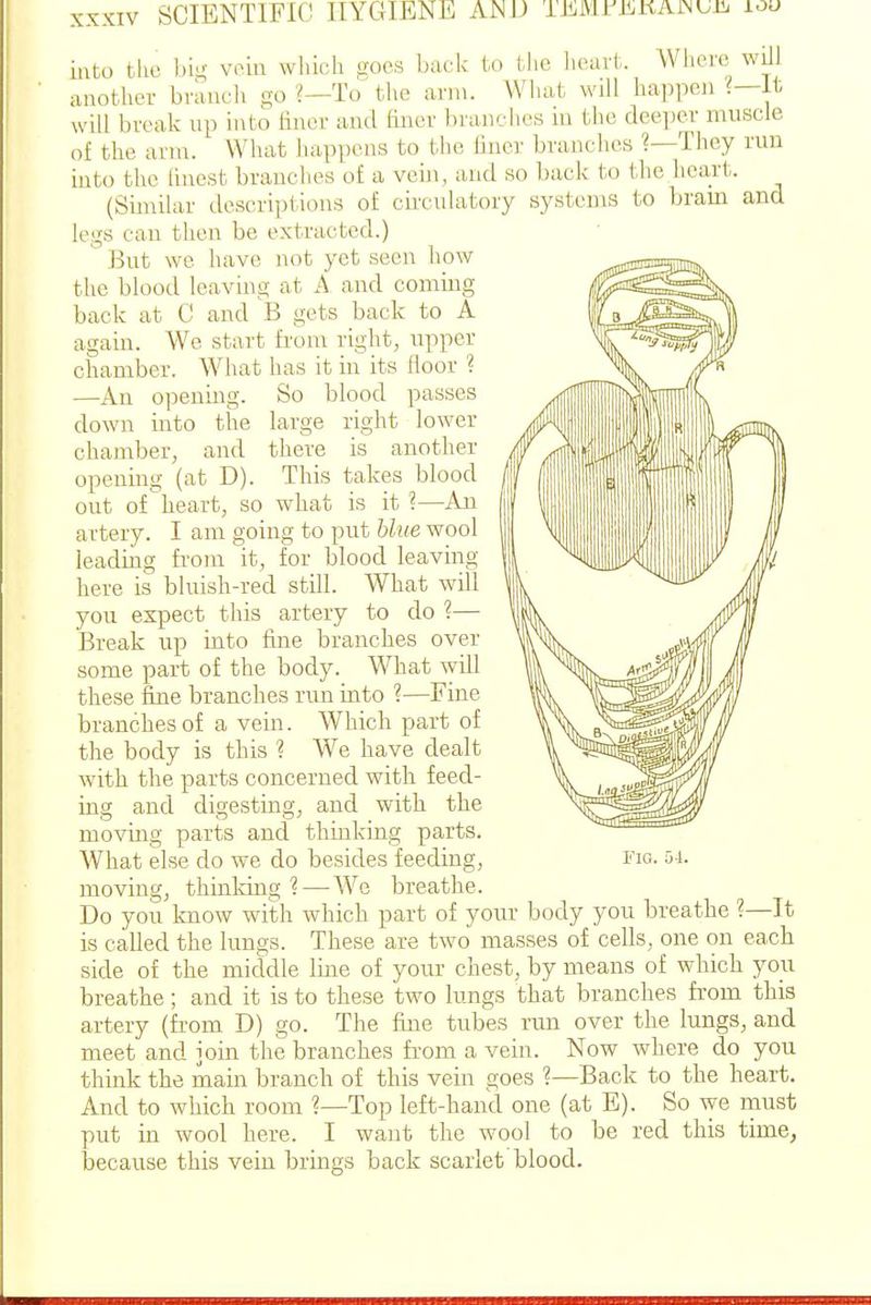 SCIENTIFIC HYGIENE AND TEiViri^KAiNUi?. lou into the hi- vein wiiich socs back to the heart. Where will another branch go ?—To the arni. What will happen It will break up into finer and finer branches m the deeper muscle of the arm. What happens to the finer branches ?—They run into the finest branches of a vein, and so back to the heart. (Similar descuiptions of circulatory systems to brain and legs can then be extracted.) But we have not yet seen lipw the blood leaving at A and coming back at C and B gets back to A again. We start from right, upper chamber. What has it in its floor 1 —An opening. So blood passes down into the large right lower chamber, and there is another opening (at D). This takes blood out of heart, so what is it ?—An artery. I am going to put blue wool leading from it, for blood leaving here is bluish-red still. What will you expect this artery to do ?— Break up into fine branches over some part of the body. What will these fine branches run into ?—Fine branches of a vein. Which part of the body is this ? We have dealt with the parts concerned with feed- ing and digesting, and with the moving parts and thinldng parts. What else do we do besides feeding, 1''ig. si- moving, thinldng? — We breathe. Do you know with which part of your body you breathe ?—It is called the lungs. These are two masses of cells, one on each side of the middle line of your chest, by means of which you breathe ; and it is to these two lungs that branches from this artery (from D) go. The fine tubes nm over the lungs, and meet and join the branches from a vein. Now where do you think the main branch of this vein goes ?—Back to the heart. And to which room ?—Top left-hand one (at E). So we must put in wool here. I want the wool to be red this time, because this vein brings back scarlet blood.