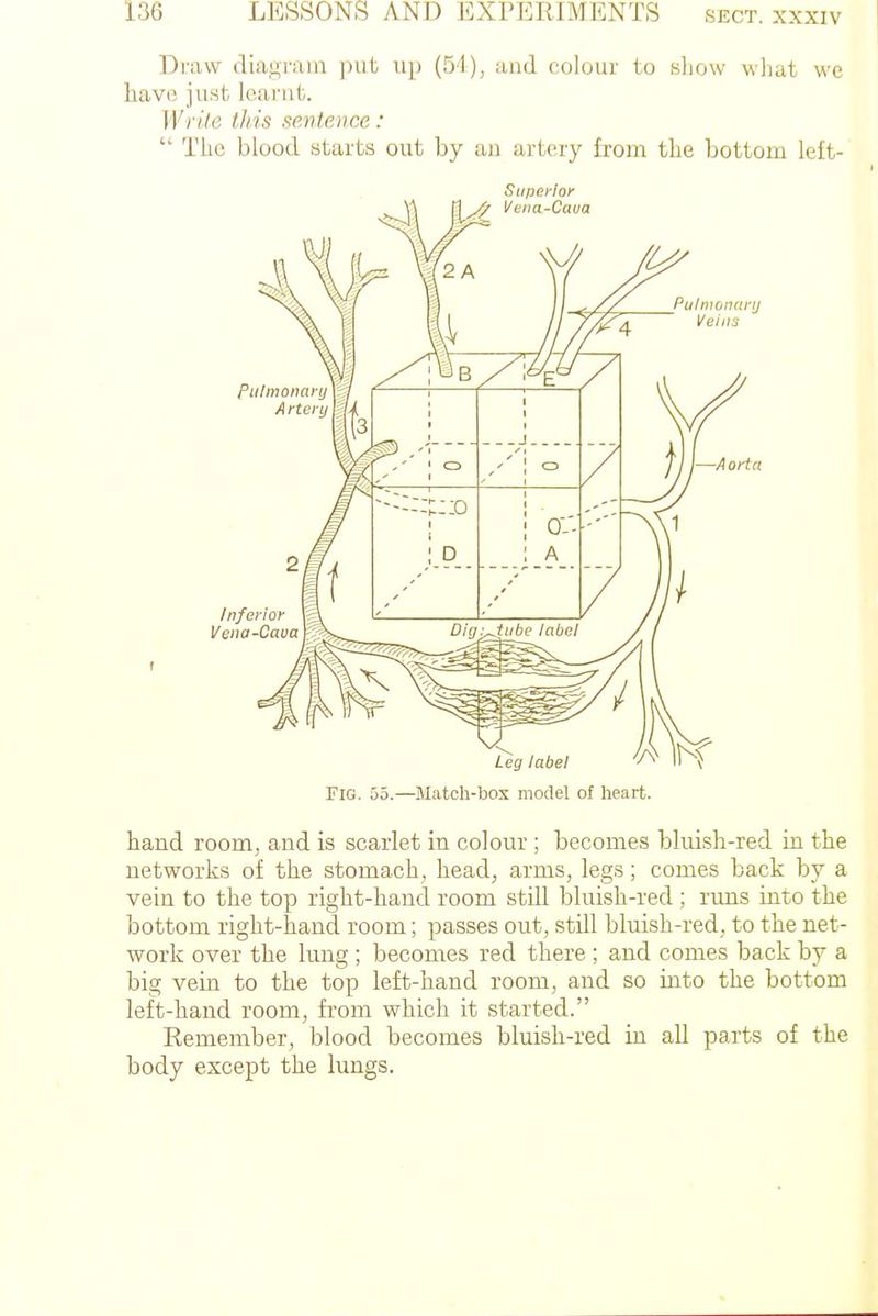 Draw diagram put up (51), and colour to sliow wliat we liavo just learnt. WrUe this seMence: The blood starts out by an artery from the bottom left- Superior Vena-Caua Pulmonary 1 Artcnjl Ir^fer Caua 2A WW _Pulmonarij Veins 1 ' CD 1 0-'- Digj^Mibe label -Aorta 7 Leg label '-^^ Fig. 55.—Match-box model of heart. hand room, and is scarlet in colour; becomes bluish-red in the networks of the stomach, head, arms, legs; comes back by a vein to the top right-hand room still bluish-red ; runs into the bottom right-hand room; passes out, still bluish-red, to the net- work over the lung ; becomes red there ; and comes back by a big vein to the top left-hand room, and so into the bottom left-hand room, from which it started. Remember, blood becomes bluish-red in all parts of the body except the lungs.