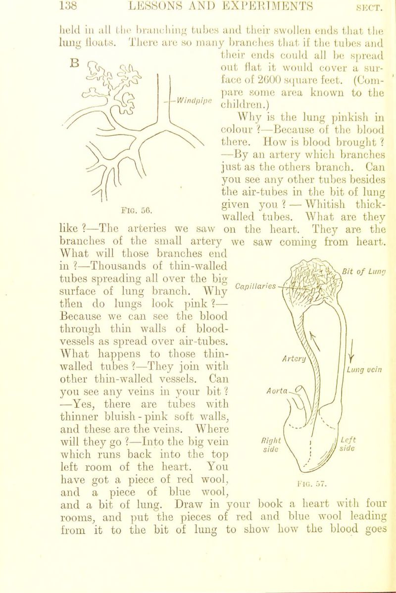 WiniJpipc FIO. 56. liL'kl ill all I lie i)i'ain-liin;^ bulj(_'s and their swollen i-iui.s iJiat llie king llouUs. Tlicj-c arc so many lji'ancli(!;-> iliui il' tlie tiiljes and l.licir ends could all he sjiread out Hat it would cover a sur- face of 2G00 s(|uai'e feet. (Com- pare some area known to the children.) Why is tlie lung pinkish in colour ?—Because of the blood there. How is blood brought ? —By an artery which branches just as the others branch. Can you see any other tubes besides the air-tubes in the bit of lung given you 'i — Whitish thick- walled tubes. What arc they like ?—The arteries we saw on the heart. They are the branches of the small artery we saw coming fi-om heart. What will those branches end in ?—Thousands of thin-walled tubes spreading all over the big surface of lung branch. Why then do lungs look pink ?—- Because we can see the blood through thin walls of blood- vessels as spread over air-tubes. What happens to those thin- walled tubes ?—They ioin with other thin-walled vessels. Can you see any veins in yom bit ? —Yes, there are tubes with thinner bluish-pink soft walls, and these are the veins. Where will they go ?—Into the big vein which runs back into the top left room of the heart. You have got a piece of red wool, and a piece of blue wool, and a bit of lung. Draw in your rooms, and put the pieces of red Capillaries Aorta Right side book and a heart with four blue wool leading fi'om it to the bit of lung to show how the blood goes