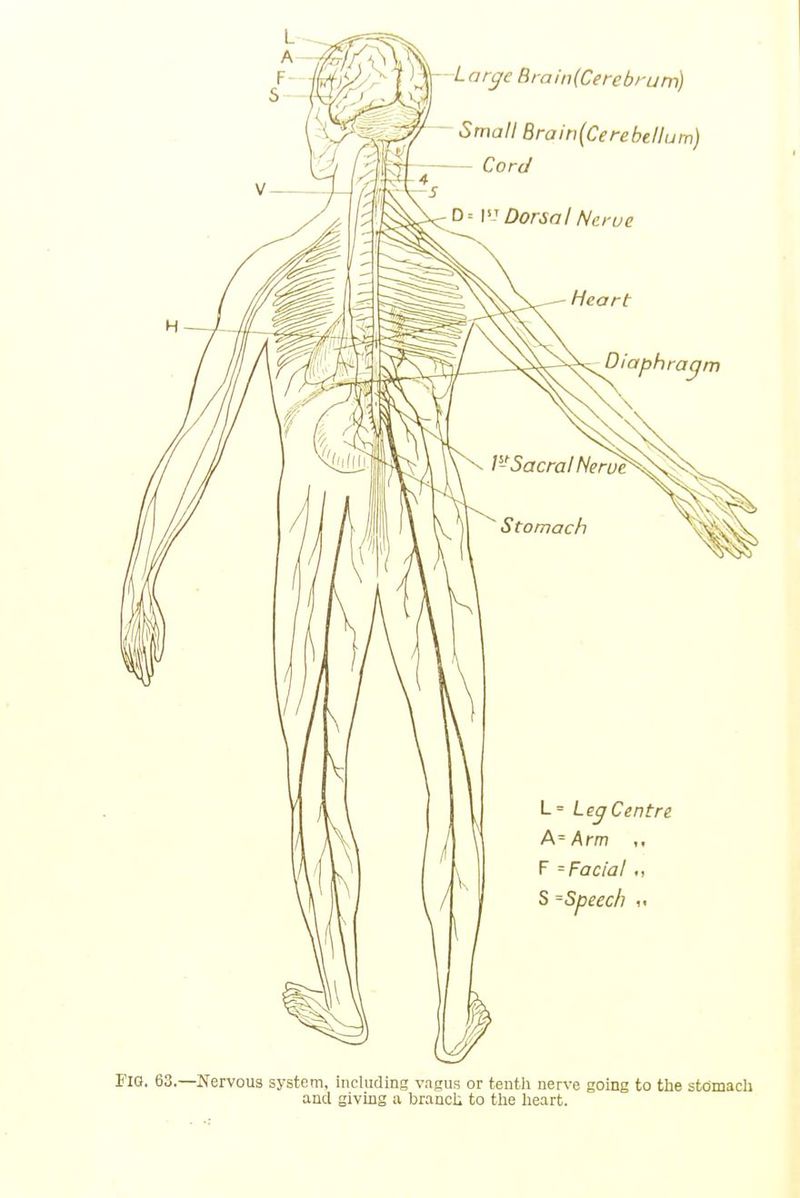 Fig. 63.—Nervous system, including vagus or tentli nerve going to the stdmach and giving a brancli to the heart.