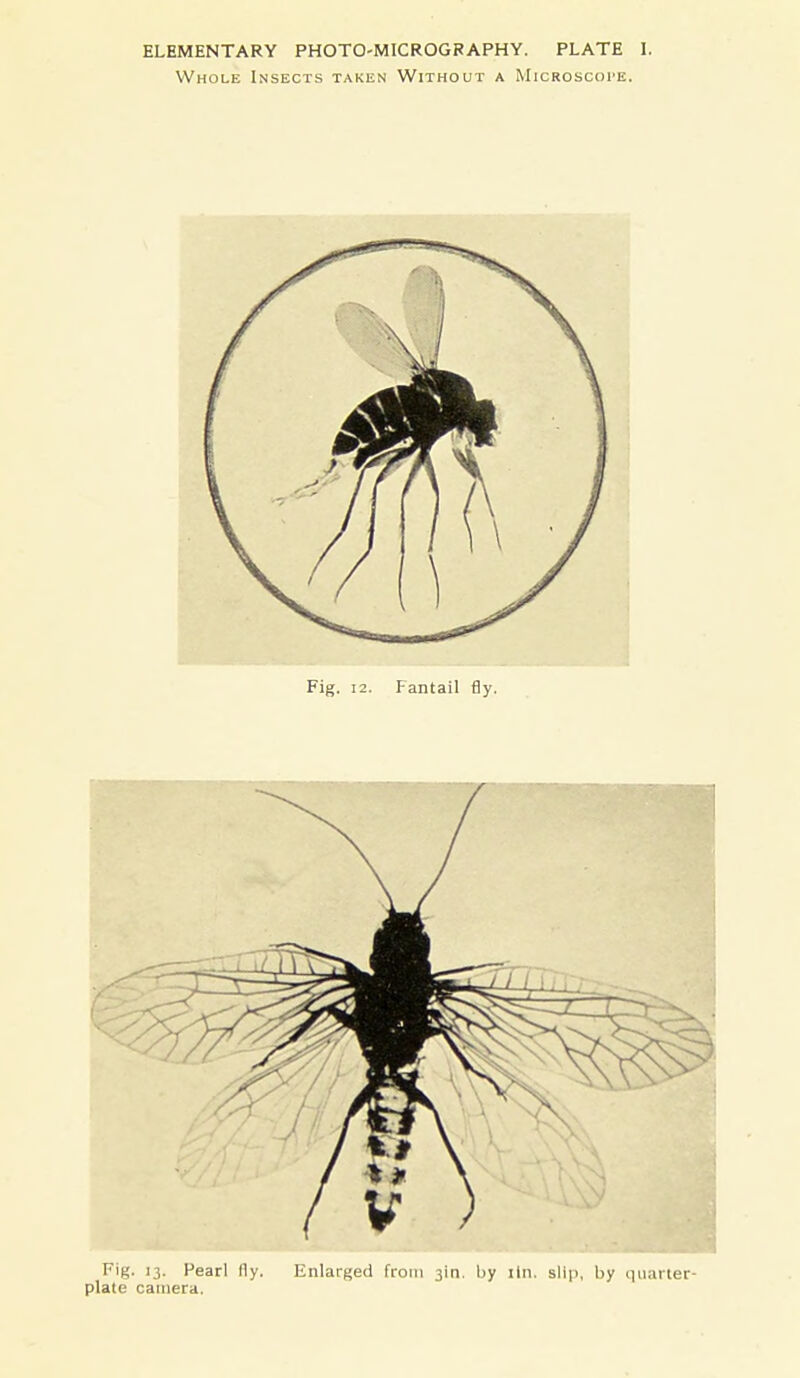 Whole Insects taken Without a Microscote. Fig. 12. Fantail By. Fig. 13. Pearl lly. Enlarged from 3in. by iln. slip, by quarter plate camera.