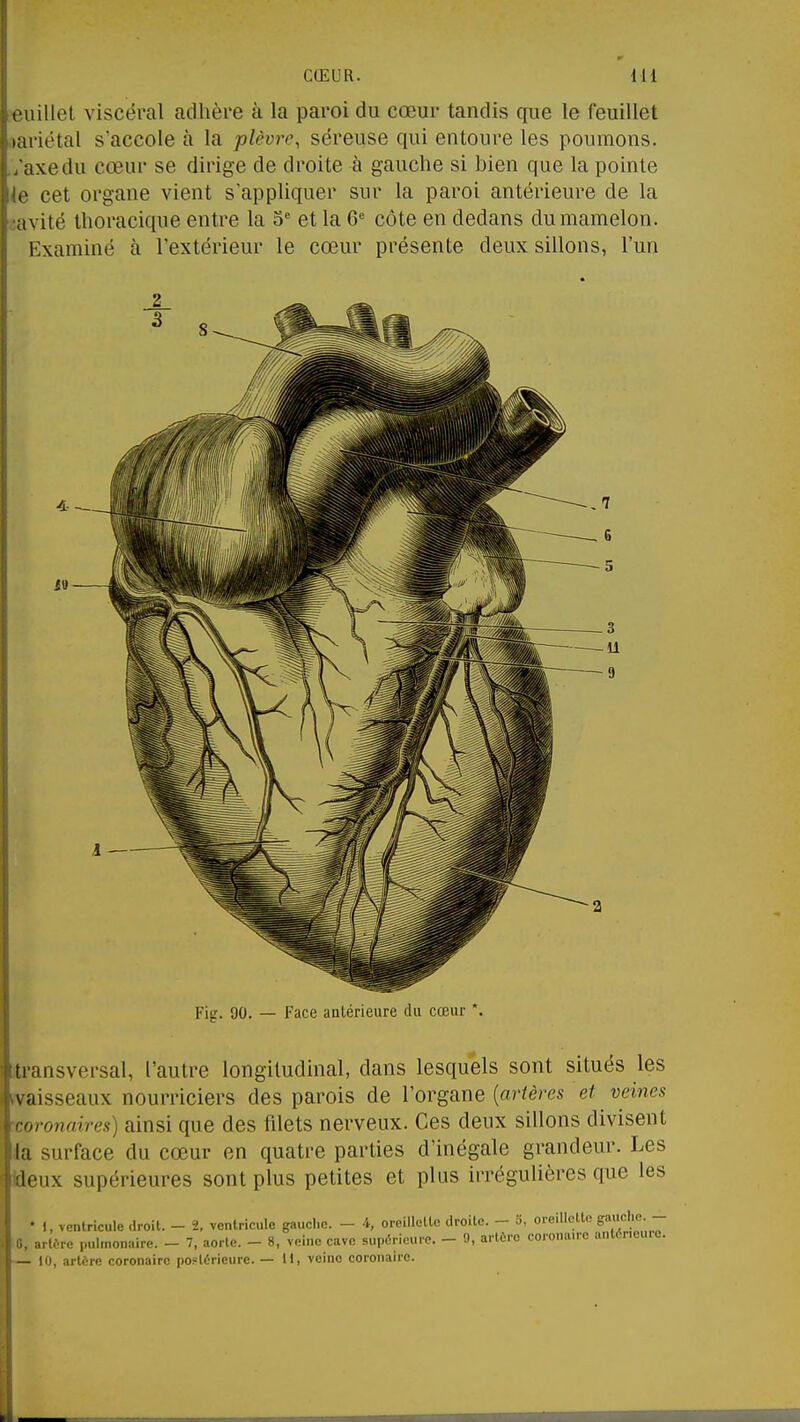 tMiilIel viscéral adhère à la paroi du cœur tandis que le feuillet lai'iétal s'accole à la plèvre, séreuse qui entoure les poumons. axe du cœur se dirige de droite à gauche si bien que la pointe cet organe vient s'appliquer sur la paroi antérieure de la avité thoracique entre la et la 6^ côte en dedans du mamelon. i:xaminé à l'extérieur le cœur présente deux sillons, l'un Fig. 90. — Face antérieure du cœur *. .transversal, l'autre longitudinal, dans lesquels sont situés les ^vaisseaux nourriciers des parois de l'organe [artères et veines coronaires) ainsi que des filets nerveux. Ces deux sillons divisent ia surface du cœur en quatre parties d'inégale grandeur. Les Weux supérieures sont plus petites et plus irrégulières que les • 1, vcnlricule droit. - ï. ventricule gauche. - 4, oreillette droite. - 3, oreillette gauche. - 0, artère pulmonaire. - 7, aorte. - 8, veine cave supérieure. - 9, artôrc coronaire antérieure.