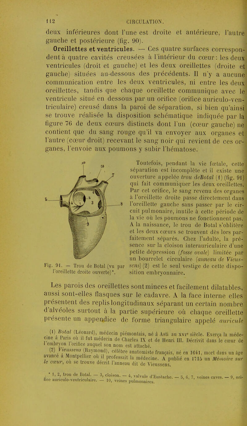 deux inférieures dont l'une est droite et antérieure, l'autre gauche et postérieure (fig. 90). Oreillettes et ventricules. — Ces quatre surfaces correspon- dent à quatre cavités creusées à l'intérieur du cœur: les deux ventricules (droit et gauche) et les deux oreillettes (droite et gauche) situées au-dessous des précédents. Il n'y a aucune communication entre les deux ventricules, ni entre les deux oreillettes, tandis que chaque oreillette communique avec le ventricule situé en dessous par un orifice (orifice auriculo-ven- triculaire) creusé dans la paroi de séparation, si hien qu'ainsi se trouve réalisée la disposition schématique indiquée par la figure 76 de deux cœurs distincts dont l'un (cœur gauche) ne contient que du sang rouge qu'il va envoyer aux organes et l'autre (cœur droit) recevant le sang noir qui revient de ces or- ganes, renvoie aux poumons y suhir l'hématose. Fig. 91. — Trou de Bolal (vu par sens) (2) est le seul vestige de cette dispo- Toreillette droite ouverte)*. sition embryonnaire. Les parois des oreillettes sont minces et facilement dilatables, aussi sont-elles flasques sur le cadavre. A la face interne elles présentent des replis longitudinaux séparant un certain nombre d'alvéoles surtout à la partie supérieure où chaque oreillette présente un appendice de forme triangulaire appelé [\) Botal (Léonard), médecin piémontais, né à Asti au xvi» siècle. Exerça la méde- cine a Pans ou il fut médecin de Charles IX et de Henri III. Décrivit dans le cœur de 1 embryon 1 orifice auquel son nom est attaché. (2) Fieimens (Raymond), célèbre anatomiste français, né en 1G41, mort dans un àse avance a Montpellier ou il professait la médecine. A publié en 1715 un Mé.noire sur le cœur, ou se trouve décrit l'anneau dit de Vieussens. S Toutefois, pendant la vie fœtale, cette séparation est incomplète et il existe une ouverture appelée trou deBotal {i) (fig. 91) qui fait communiquer les deux oreilfettes. Par cet orifice, le sang revenu des organes à l'oreillette droite passe directement dans roreillette gauche sans passer par le cir- cuit pulmonaire, inutile à cette période de la vie où les poumons ne fonctionnent pas. A la naissance, le trou de Botal s'oblitère et les deux cœurs se trouvent dès lors par- faitement séparés. Chez l'adulte, la pré- sence sur la cloison interauriculaire d'une petite dépression {fosse ovale) limitée par un bourrelet circulaire (anneau de Vieus- 5, G, 7, veines caves. — 9, ori-