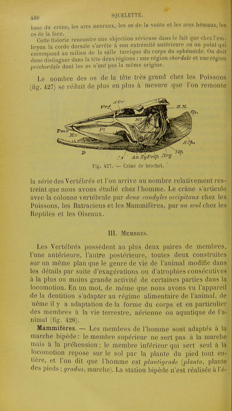 base du crâne, les arcs neuraux, les os de la voùle et les arcs hémaux, les os de la l'ace. . , , p •. , ,. Cette lliéorie rencontre une objection sérieuse dans le tait que chez 1 em- bryon la corde dorsale s'arrCte à son extrémité antérieure en un point qui correspond au milieu de la salle turcique du corps du sphénoïde. On doit donc distinguer dans la tête deux régions : une région cfiordale et une région préchordale dont les os n'ont pas la même origine. Le nombre des os de la tête très grand chez les Poissons (fig. 427) se réduit de plus en plus à mesure que Ton remonte Fig. 427. — Crâne de brochet. ' la série des Vertébrés et Ton arrive au nombre relativement res- treint que nous avons étudié chez l'homme. Le crâne s'articule avec la colonne vertébrale par deux condyles occipitaux chez les Poissons, les Batraciens et les Mammifères, par un seul chez les Reptiles et les Oiseaux. IIL Membres. Les Vertébrés possèdent au plus deux paires de membres, l'une antérieure, l'autre postérieure, toutes deux construites sur un même plan que le genre de vie de l'animal modifie dans les détails par suite d'exagérations ou d'atrophies consécutives à la plus ou moins grande activité de certaines parties dans la locornotion. En un mot, de même que nous avons vu l'appareil de la dentition s'adapter au régime alimentaire de l'animal, de iiême il y a adaptation de la forme du corps et en particuUer des membres à la vie terrestre, aérienne ou aquatique de l'a- nimal (fig. 428). Mammifères. — Les membres de l'homme sont adaptés à la marche bipède : le membre supérieur ne sert pas à la marche mais à la préhension ; le membre inférieur qui seil seul à la locomotion repose sur le sol par la plante du pied tout en- tière, et l'on dit que l'homme est jjlantigrade {planta, plante des pieds ; gradus, marche). La station bipède n'est réalisée à l'é-