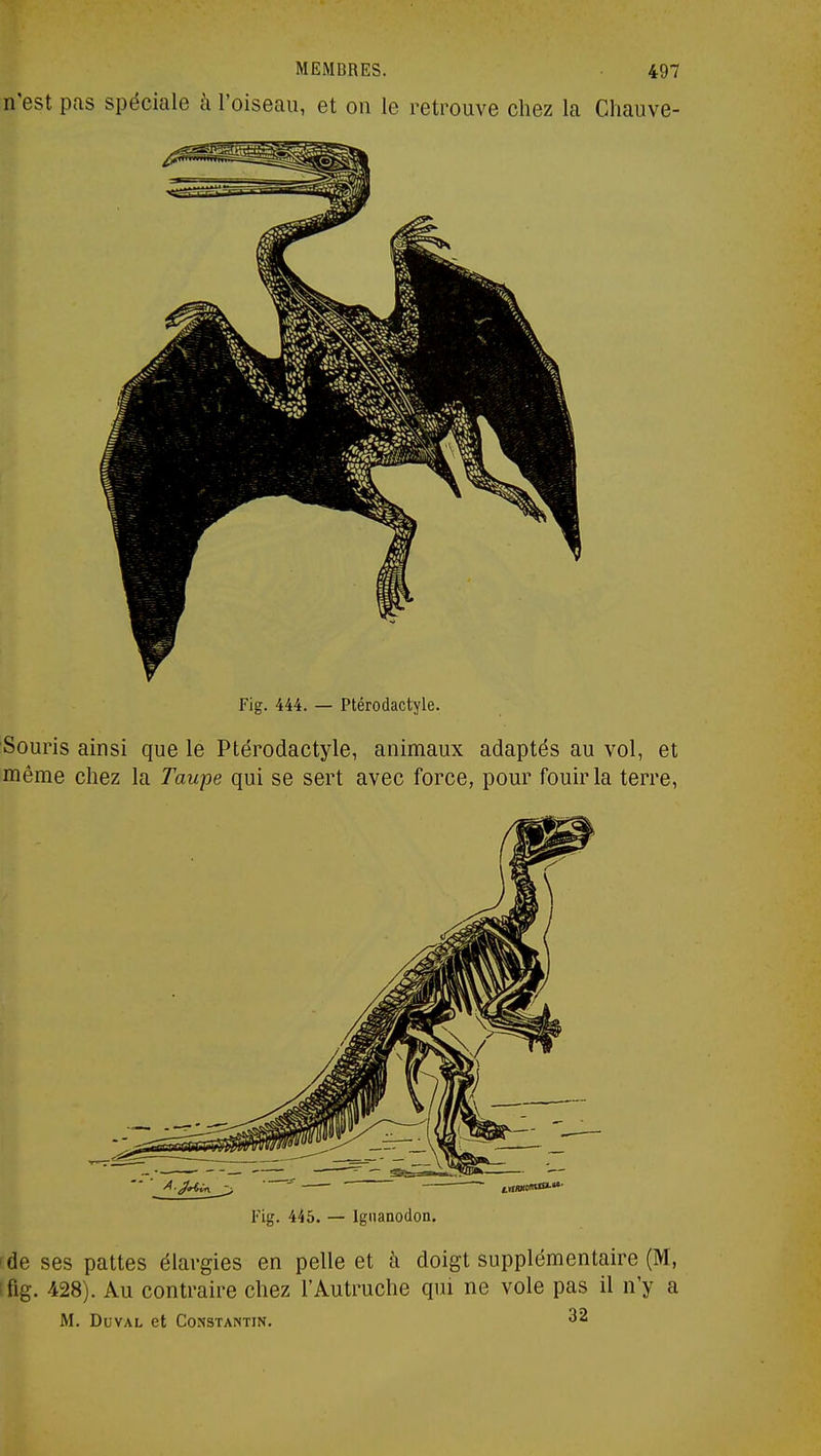 n'est pas spéciale à l'oiseau, et on le retrouve chez la Chauve- Fig. 444. — Ptérodactyle. Souris ainsi que le Ptérodactyle, animaux adaptés au vol, et même chez la Taupe qui se sert avec force, pour fouir la terre, ' ■ ^ trtIWM»-'*- Fig. 445. — Iguanodon, de ses pattes élargies en pelle et à doigt supplémentaire (M, ifig. 428). Au contraire chez l'Autruche qui ne vole pas il n'y a M. DuvAL et Constantin. 32