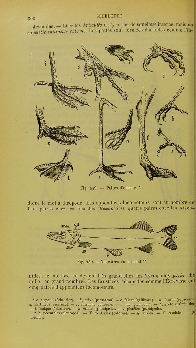 Articulés. — Chez les Articulés il n'y a pas de squelette interne, mais ui: squelette chitineux externe. Les pal tes sont formées d'articles comme Tin- Fig. 449. — Pattes d'oiseaux *. dique le mot arthropode. Les appendices locomoteurs sont au nombre de trois paires chez les Insectes {Hexapodes), quatre paires chez les Arach- Fig. 450. —Nageoires du brocliet **. nides; le nombre en devient très grand chez les Myriopodes ((luptoî, dis mille, en grand nombre). Les Crustacés décapodes comme rÉcrevisse on! cinq paires d'appendices locomoteurs. * a, cigogne (échassier). — ô, grive (passereau). — c, faisan (gallinacé). — d, faucon (rapace).— e, martinet (passereau). — f, autruche (coureur). — {/, pie (grimpeur). — h, grèbe (palmipède) — i, foulque (échassier). — Je, canard (palmipède). — /, phaéton (palmipède). ** P, pectorales (pleuropes). — V, ventrales (catopes). — A, anales. — C, caudales. — D dorsales.