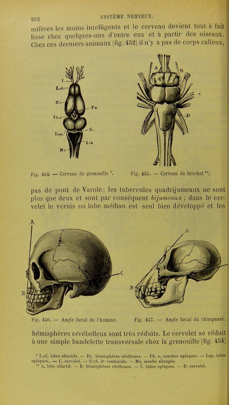 mifères les moins intelligents et le cerveau devient tout à fait lisse chez quelques-uns d'entre eux et à partir des oiseaux. Chez ces derniers animaux (fig. 452) il n'y a pas de corps calleux, pas de pont de Varole; les tubercules quadrijumeaux ne sont plus que deux et sont par conséquent bijumeaux ; dans le cer- velet le vernis ou lobe médian est seul bien développé et les Fig. 456. — Angle facial de l'homme. Fig. 457. — Angle facial du chimpanzé. hémisphères cérébelleux sont très réduits. Le cervelet se réduit à une simple bandelette transversale chez la grenouille (fig. 454) * L.ol, lobes olfactifs. — Hc, hémisphères cérébraux. — FA. o, couches optiques. — Lop, lobes optiques.. — C, cervelet. — S.rh, i ventricule. — Mo, moelle allongée. ** A, lobe olfactif. — B, hémisphères cérébraux. — C, lobes optiques. — D, cervelet.