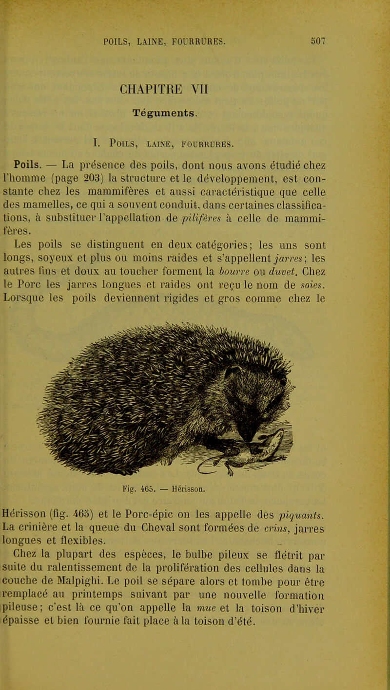 CHAPITRE VII Téguments. I. Poils, laine, fourrures. Poils. — La présence des poils, dont nous avons étudié chez l'homme (page 203) la structure et le développement, est con- stante chez les mammifères et aussi caractéristique que celle des mamelles, ce qui a souvent conduit, dans certaines classifica- tions, à substituer l'appellation de pilifères à celle de mammi- fèi'es. Les poils se distinguent en deux catégories; les uns sont longs, soyeux et plus ou moins raides et s'appellent ./a?Tes ; les autres fins et doux au toucher forment la bourre ou duvet. Chez le Porc les jarres longues et raides ont reçu le nom de soies. Lorsque les poils deviennent rigides et gros comme chez le Fig. 465. — Hérisson. Hérisson (fig. 465) et le Porc-épic on les appelle des piquants. La crinière et la queue du Cheval sont formées de crins, jarres longues et flexibles. Chez la plupart des espèces, le bulbe pileux se flétrit par suite du ralentissement de la prohfération des cellules dans la couche de Malpighi. Le poil se sépare alors et tombe pour être remplacé au printemps suivant par une nouvelle formation pileuse ; c'est là ce qu'on appelle la mue et la toison d'hiver épaisse et bien fournie fait place à la toison d'été.