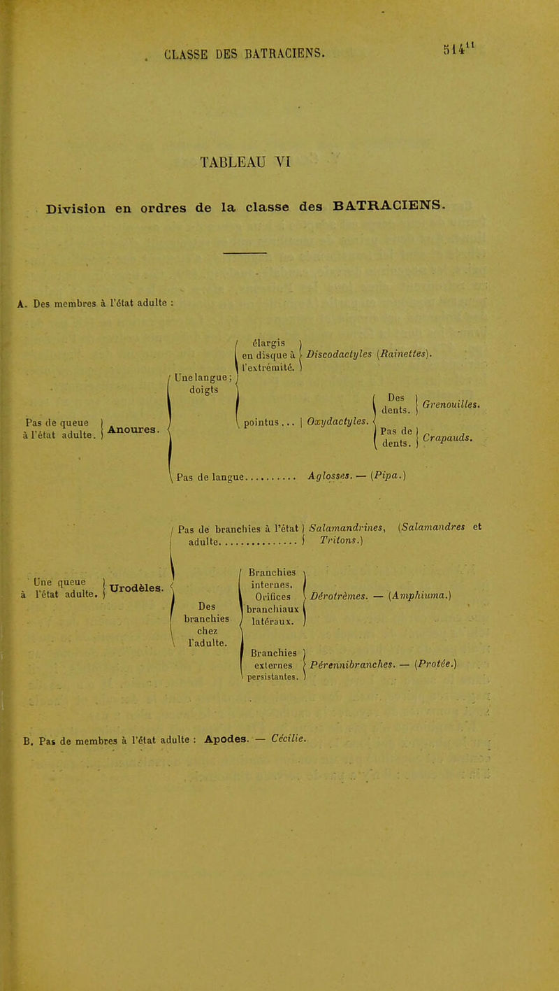 TABLEAU VI Division en ordres de la classe des BATRACIENS. A. Des membres à l'état adulte : élargis en disque ù. [ Discodactyles [Rainettes). j l'extrémité. Une langue; doigts . deaU. ' Grenouilles. Pas de queue 1 I l pointus ... 1 Oxydactyles. à l'état Idulte. i \ I de | ^^^^^^^^^ , Pas de langue Aglosses. — (Pipa.) Pas de branchies à l'état | Salamandrines, (Salamandres et adulte î Tritons.) Branchies Une queue i urodèles. < I internes. à l'état adulte, j ' j l Orifices \ Dérotrèmes. — (Amphiuma.) J Des 1 brancliiaux ( branchies ) latéraux. chez l'adulte. Branchies 1 externes > Pérennibranches. — (Protée.' persistantes. ) B. Pas de membres à l'état adulte : Apodes. — Cécilie.