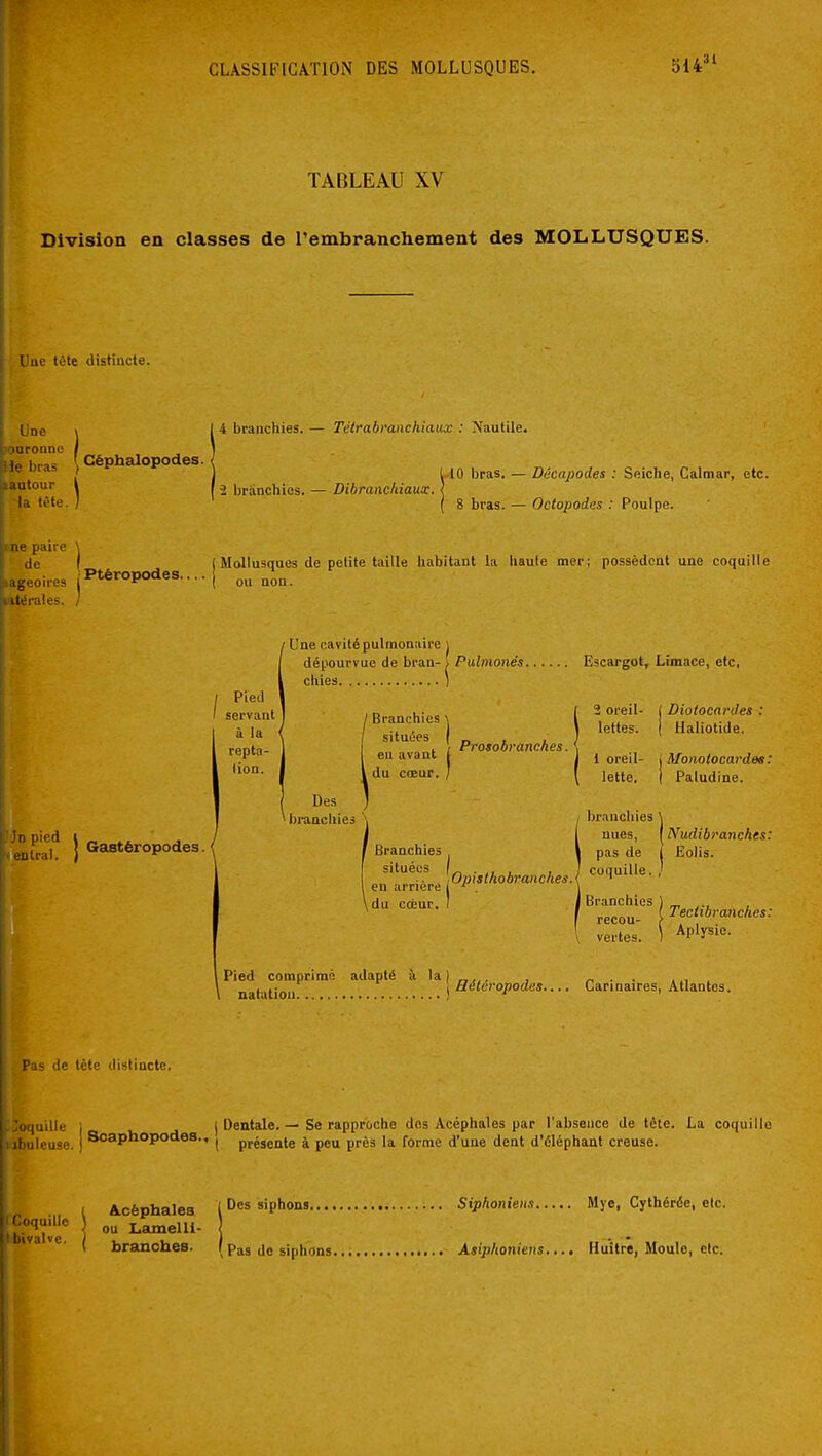 TABLEAU XV Division en classes de l'embranchement des MOLLUSQUES. l ue tète distincte. L ne Mine ras •ur tète. [ 4 branchies. — Tétrabi'anchiaux : Nautile. f Céphalopodes. 2 branchies. — Dibranefiiaux. 10 bras. — Décapodes : Seiche, Calmar, etc. 8 bras. — Octopodes : Poulpe. p:ure lires lies. (Mollusques de petite taille habitant la haute mer; possèdent une coquille ■Ptéropodes.... I Une cavité pulmonaire \ dépourvue de bran- i Pulmonés Escargot, Limace, etc. chies ) Pied servant à la repta- tion. ' Branchies \ situées I en avant , du cœur. Prosobranckes. 2 oreil- ( Diotocardes lettes. 1 Haliotide. (1 oreil- lette. i Monotocardes: Paludine. ^ied J Gastéropodes. / Des 'bi-anchies branchies \ nues, [l'iludibi'anches: Branchies ^ ^ pas de j Eolis. situées en arnere Oi^'^'Ao^'-'^''^''**- \du cdîur. 1 / Branchies recou ver Tectibranckes: Pied comprimé adapté & la | \ natation j Héléropodes.... Carinaires, Atlantes. ^ de tcte distincte. luille 1 I Dentale.— Se rapproche dos Acéphales par l'absence de tète. La coquille leuse. j Scaphopodes., ^ présente à peu près la forme d'une dent d'éléphant creuse. I Acèphalea l siphons Siphoniens Mye, Cythéréc, etc. ''[J'^ ou Lamelli- ' • ( branches. ( Pas de siphons Asiphonieus.... Huître, Moule, etc.