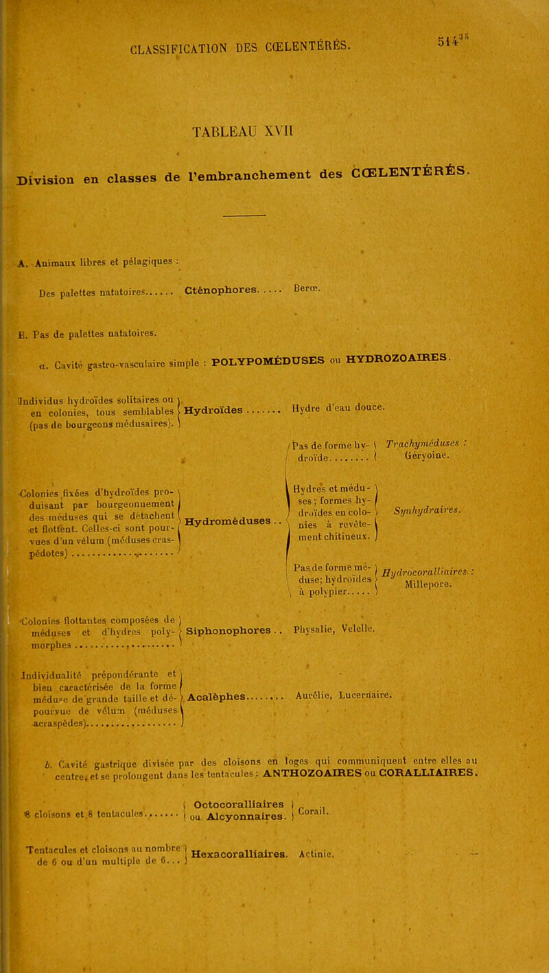 TABLEAU XVII Division en classes de l'embranchement des CŒLENTÉRÉS. A. Animaux libres et pélagiques : Des palettes natatoires Cténophores Berœ. li. Pas de palettes natatoires. „. Cuvité gastro-vasculaire simple : POLYPOMÉDUSES ou HYDROZOAIRES. ludividus liydroïdes solitaires ou j. . , j. . en colonies, tous semblables Hydroïdes Hydre d eau douce. (pas de bourgeons médusaires). ) I Pas de forme hy- \ Trachyméduses : . I droïde .. I Géryoine. :oloniès fixées d'hydroïdes pro- \ \ Hydres et médu- j duisant par bourgeonuement 1 ses ; formes hy- des méduses qui - détachent ^.^^^^^ droïdes en colo- Synhydratre.. et llott-eat. Celles-ci sont pour- Hydromeduses .. ^^.^ ^ revête- vues d'un vélum (méduses cras- j j ment chitineux. ; pédotes) N ^ I \ duse; hydroKles MiUepore. \ a polypier ) ;olonias llottantes composées de ) ' méduses et d'hydres poly- f SiphonophoreB.. Physalie, Velelle. morphes ' Individualité prépondérante et j bien caractérisée de la forme J médupe de grande taille et dé-X Acalèphes Aurélie, Lucerriaire. pourvue de vélum (méduses \ acraspédes) J b Cavité gastrique divisée par des cloisons en loges qui communiquent entre elles au centre; et se prolongent dans les tentacules : ANTHOZOAIRES ou CORALLIAIRES. ( Octocorallialres | ., « cloisons et.8 tentacules | o^ Alcyonnalres. ) Tentacules et cloisons au nombre | Hexacoralliaires. Actinie, de 6 ou d un multiple de 0... )