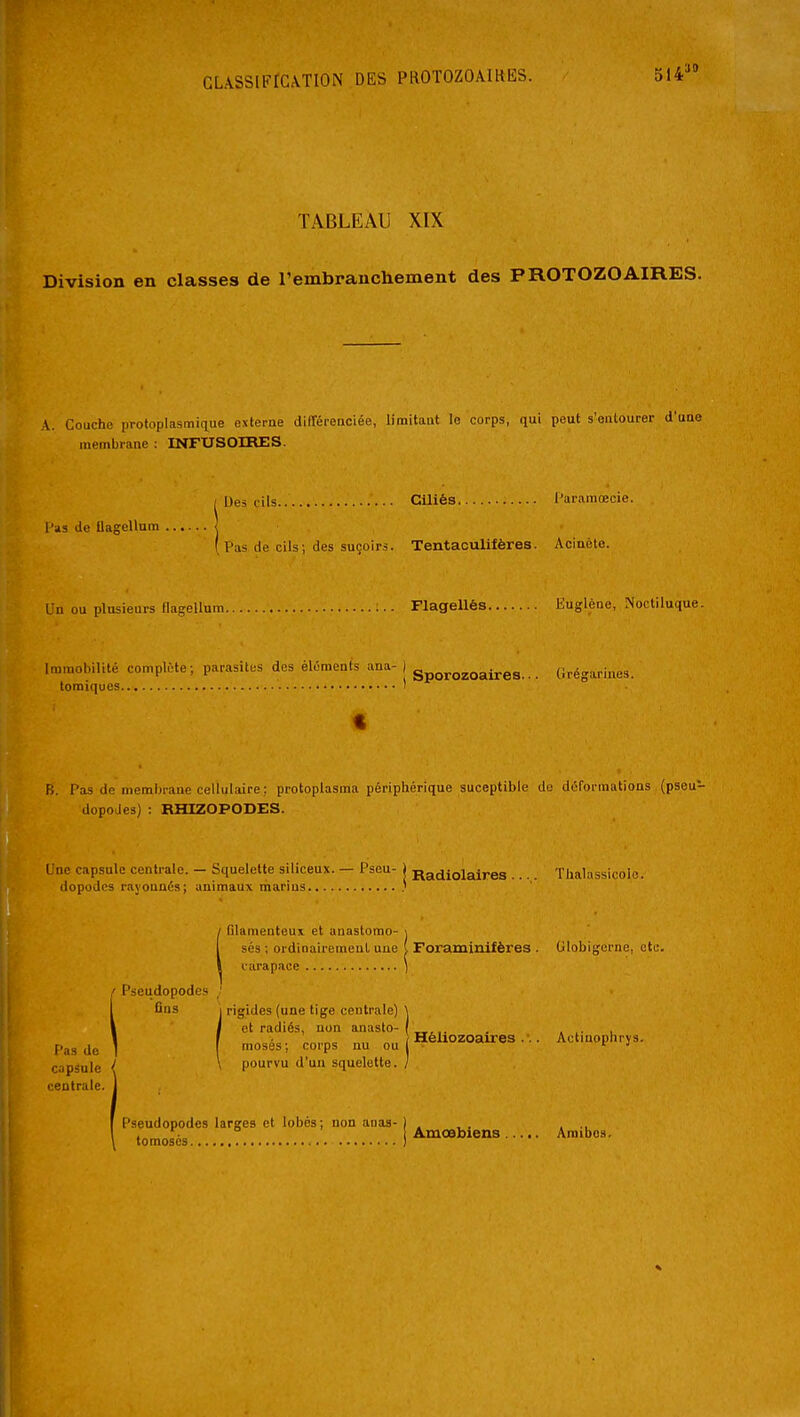 GLASSlFrC\TION DES PROTOZOAIKES. TABLEAU XIX Division en classes de l'embranchement des PROTOZOAIRES. A. Couche protoplasmique externe différenciée, limitant le corps, qui peut s'entourer d'une membrane : INFUSOIRES. Pas de Uagellura ^ Des cils Ciliés l'm-amœcie. I Pas. de cils; des suçoirs. Tentaoulifères. Acinèle. Un ou plusieurs flagellum Flagellés Euglène, Noctiluque. Immolùlité complète; parasites des éléments ana- ) g ^oaires... (irégariues. tomiques.. ^ t B. Pas de membrane cellulaire ; protoplasma périphérique suceptible de déformations (pseu- dopodes) : RHIZOPODES. Une capsule centrale. - Squelette siliceux. — Pseu- | Radiolaires .... Tlialassicole. dopodos rayonnés; animaux mariug .' (filamenteux et anastomo- \ ses ; ordinairement une ( Foraminifères . Globigorne, etc. carapace ) [•seudopodes J ùas 1 rigides (une tige centrale) \ I et radiés, non anasto-(„,,. . . .. , , Ta o „„ „ , ï Héliozoaires . •.. Actinophrys. jg ] moses; corps nu ou . ' cjpsule / > pourvu d'un squelette. centrale, j Pseudopodes larges et lobés; non anas- , . , , , ., . •„ ° Amœbiens Amibes. tomoses ]