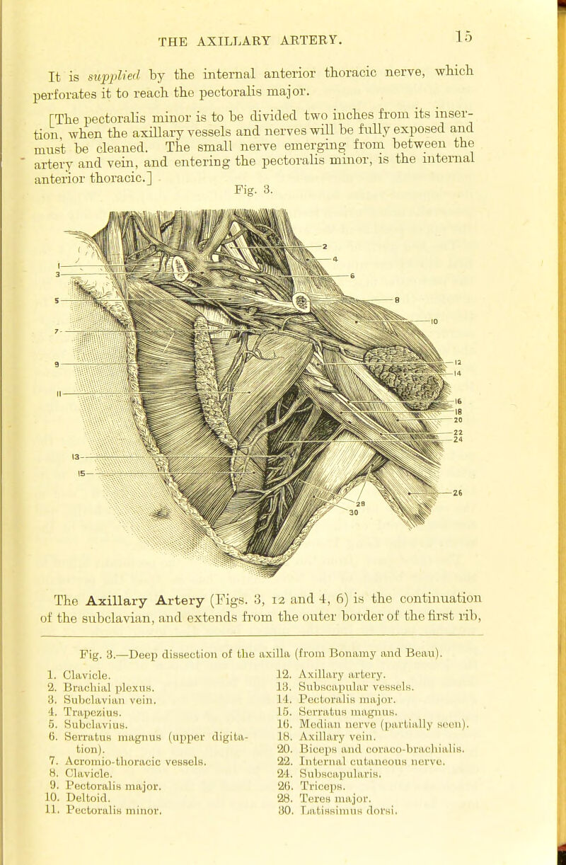 THE AXILLARY ARTERY. It is supplied by the internal anterior thoracic nerve, which perforates it to reach the pectoralis major. [The pectoralis minor is to be divided two inches from its inser- tion when the axillary vessels and nerves will be fully exposed and must be cleaned. The small nerve emerging from between the artery and vein, and entering the pectoralis mmor, is the internal anterior thoracic] Pisr. 3. The Axillary Artery (Figs. 3, 12 and 4, 6) is the continuation of the subclavian, and extends from the outer border of the first rib, Fig. 3.—Deep dissection of Uie axilla (from Bonamy and Beau) 1. Clavicle. 2. Brachial plexus. 3. Subclavian vein. '1. Trapezius. 5. SubclaviuB. G. Serratus magnus (upper tion). 7. Acromio-tlioracic vessels. H. Clavicle. y. Pectoralis major. 10. Deltoid. 11. Pectoralis minor. 12. Axillary artery. 13. Subscapular vessels. 14. Pectoralis major. 15. Serratus niaguus. 10. Median nerve (i)arlially digita- 18. Axillary vein. '20. Biceps and coraco-bracl 22. Internal cutaneous nerv 2^1. Subscapularis. 20. Triceps. 28. Teres major. 30. Tjatissimus dorsi. seen). lialin. e.