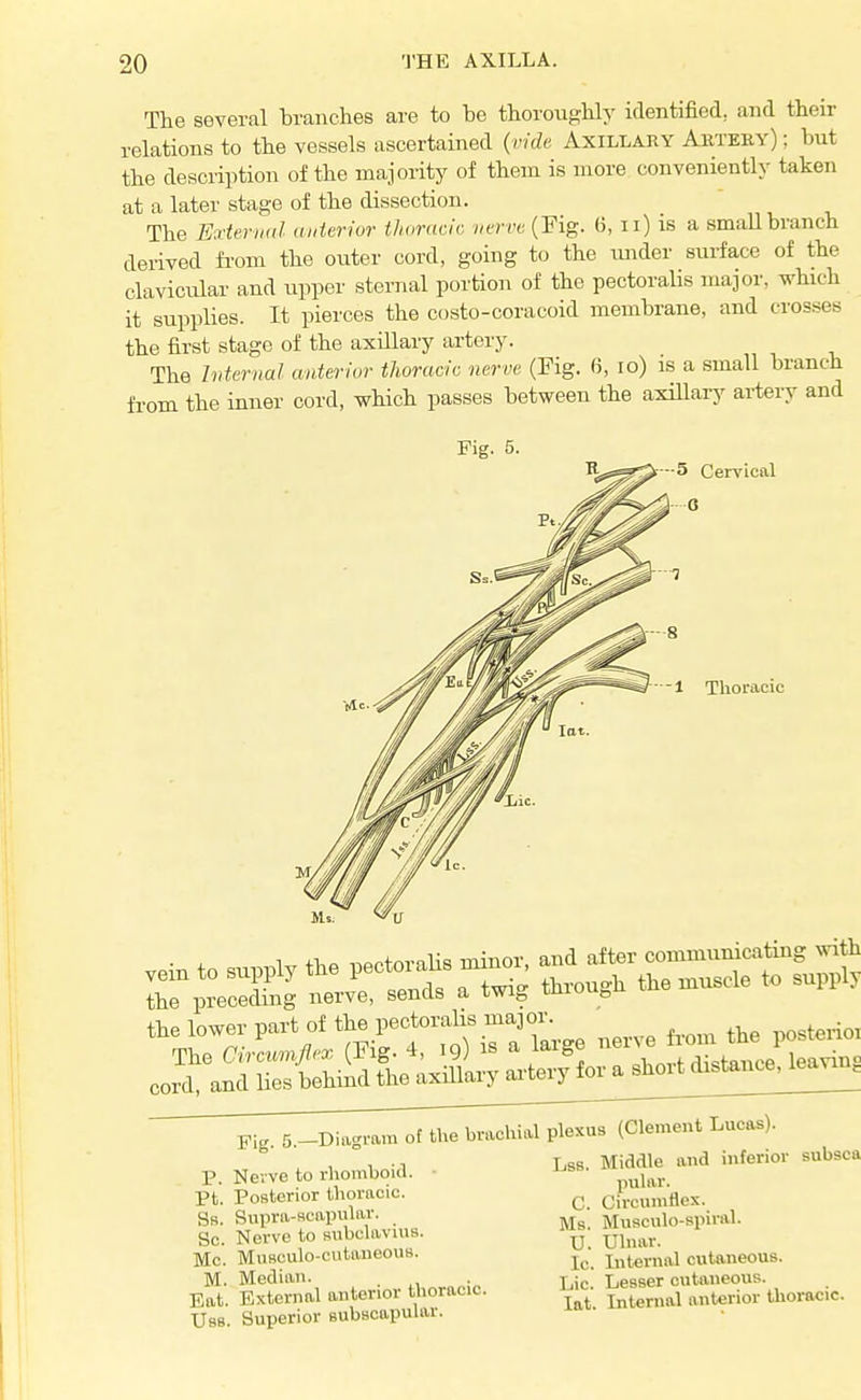 The several hranches are to be thoroughly identified, and their relations to the vessels ascertained {vida Axillary Abteky) ; but the description of the majority of them is more conveniently taken at a later stage of the dissection. The Ea-ieriiitl aiderior thoracic verve (Eig. 6, ii) is a small branch derived fi-om the outer cord, going to the imder surface of the clavicular and upper sternal portion of the pectorahs major, which it supplies. It pierces the costo-coracoid membrane, and crosses the first stage of the axillary artery. The Internal anterior thoracic nerve (Pig. (3, lo) is a small branch fi-om the inner cord, which passes between the axillary ai-tery and Fig. 5. 1 Tlioracic the preceding nerve, sends a twig tmou^n m« the lower part of the pectorahs major. ,,osterioi The CiLnfle. (Fig. 4, ig) is a large «j ^^t^^^^^^ cord, and Ues behind the axillary ai-tery for a shoitdistauc^^ Pig. 5._Diagrara of the brachial P. Nerve to rhomboid. Pt. Posterior thoracic. Ss. Supra-scapvilar. Sc. Nerve to stibclavius. Mc. MuBculo-cutaneouB. M. Median. . Eat. External anterior thoracic. Uss. Superior subscapuUir. plexus (Clement Lucas). Lss. Middle and inferior subsca pular. C. Circumflex. Ms. Musculo-spiral. U. Uhiar. Ic. Liternal cutaneous. Lie. Lesser cutaneous, lat. Internal anterior thoracic.