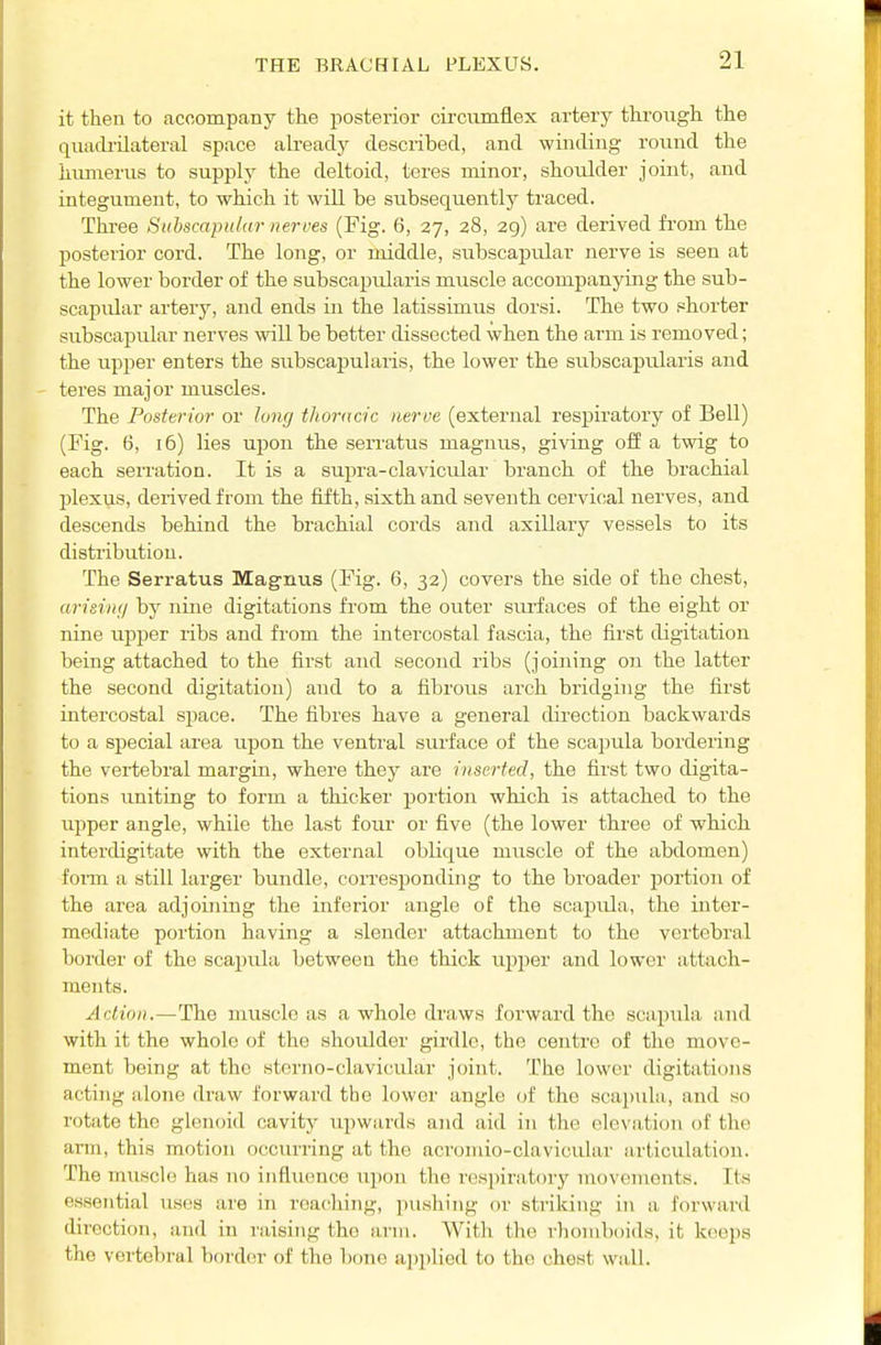 it then to acoompany the posterior circumflex artery through the quacb-ilateral space ah-eady described, and winding round the humerus to supply the deltoid, teres minor, shoulder joint, and integument, to which it will be subsequently traced. Three Suhscapular nerves (Fig. 6, 27, 28, 29) are derived from the posterior cord. The long, or middle, subscapiilar nerve is seen at the lower border of the subscapularis muscle accompanying the sub- scapular artery, and ends in the latissimus dorsi. The two phorter subscapular nerves will be better dissected when the arm is removed; the upper enters the subscapularis, the lower the subscapularis and teres major muscles. The Posterior or long thoracic nerve (external respiratory of Bell) (Fig. 6, 16) lies upon the serratus magnus, giving off a twig to each seiTation. It is a supra-clavicular branch of the brachial plexus, derived from the fifth, sixth and seventh cervical nerves, and descends behind the brachial cords and axillary vessels to its distribution. The Serratus Magnus (Fig. 6, 32) covers the side of the chest, arisiny by nine digitations from the outer surfaces of the eight or nine upper ribs and from the intercostal fascia, the first digitation being attached to the first and second ribs (joining on the latter the second digitation) and to a fibrous arch bridging the first intercostal space. The fibres have a general direction backwards to a special area upon the ventral surface of the scapula bordering the vertebral margin, where they are inserted, the first two digita- tions uniting to form a thicker portion which is attached to the upper angle, while the last four or five (the lower three of which interdigitate with the external oblique muscle of the abdomen) form a still larger bundle, corresponding to the broader jjortion of the area adjoining the inferior angle of the scaprUa, the inter- mediate portion having a slender attachment to the vertebral border of the scapula between the thick upjier and lower attach- ments. Action.—The muscle as a whole draws forward the scapula and with it the whole of the shoulder girdle, the centre of tho move- ment being at the sterno-clavicular joint. The lower digitations acting alone draw forward the lower angle of the scai)ula, and so rotate tho glenoid cavity upwui-ds and aid in the elevation of the arm, this motion occurring at the acromio-clavicular articulation. The muscle has no influence upon the respiratory movements. Its essential uses are in reaching, pushing or striking in a forward direction, and in raising tho arm. With the rhomboids, it keeps tho vertebral border of the bone appUed to the chest wall.