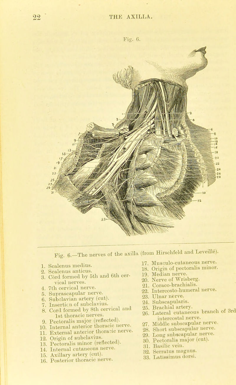jTig. (3.—The uerves of the iixilL 1. Scalenus medius. 2. ScalenuK luiticiis. 3. Cord formed by 5th luid 6th cer- vical nerves. 4. 7th cervical nerve. 6. Suprascapular nerve. 0. Subclavian artery (cut). 7. Insertitn of suhclavius. 8. Cord formed by 8th cervical and 1st thoracic nerves. 9. Pectoralis major (rellected). 10. Internal anterior thoracic nerve. 11. External anterior thoraiic nerve. 12. Origin of suhclavius. 13. PectoraliK minor (reflected). 14. Internal cutaneous nerve. 15. Axillary artin-y (oit). 16. PoBterior tlioracic nerve. (from Hirschfeld and Leveille). 17. Musculo-cutaneous nerve. 18. Origin of pectoralis minor. 19. Median nerve. 20. Nerve of Wrisberg. 21. Coraco-brachialis. 22. lutercosto-humeral nerve. 23. Ulnar nerve. 24. Subscapularis. 25. Brachial artery. 20. Lateral cutaneous branch intercostal nerve. 27. Middle subscapular nerve. 28. Short subscapular nerve. 29. Long subscapular nerve. 30. Pectoralis major (cut). 31. Basilic vein. 32. SerratuB nnignus. 83. LatiBsimus dorsi.