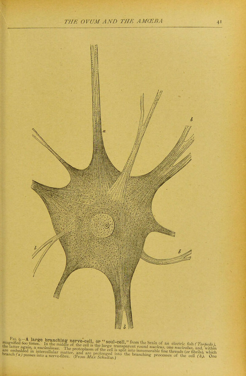 the latter agam, a 7iucleolinns. The protonfaLm f thT^.ll '•'^.P'T'^ 't .■•'I ff'?, one Uucleoh.s. and, withiA are embedcTed in intercellular malterranTarTpll^^^^^^^^^^ «'numerable fine tlireads (or fibrils), which branch raj pas8es into a nerve-fibre.. (From J/aHvA ' ^ '^™'*'ne: processes of tlie cell (b). One