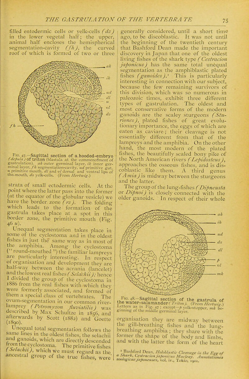 filled entodermic cells or yelk-cells (dsJ in the lower vegetal half; the upper, animal half encloses the hemispherical segmentation-cavity (fhJ, tiie curved roof of which is formed of two or three Fig. 47.—Sag'ittal section of a hooded-embryo f of triton (blastula at the commencement of gastrulation). ak outer g-erminal layer, ik inner ger- minal layer, yA segmentation-cavity, uii primitive gut, u primitive mouth, dl and vl dorsal and ventral lips of the.mouth, dz yelk-cells. (From Heriwig.) Strata of small ectodermic cells. At the point where the latter pass into the former (at the equator of the globular vesicle) we have the border zone (rz). The folding which leads to the formation of the gastrula takes place at a spot in this border zone, the primitive mouth (Fig. 46 21). Unequal segmentation takes place in some of the cycbstoma and in the oldest fishes in just the same way as in most of the amphibia. Among the cyclostoma ( round-mouthed ) the familiar lampreys are particularly interesting. In respect of organisation and development they are half-way between the acrania (lancelet) and the lowest real fishes (Seldchii); hence I divided the group of the cyclostoma in 1886 from the real fishes with .which they were formerly associated, and formed of them a special class of vertebrates. The ovum-segmentation in our common river- lamprey (Peti'omyson Jliiviatilis) was described by Ma.x Schultze in 1856, and aftervyards by Scott (1882) and Goette (1890). Unequal total segmentation follows the same lines in the oldest fishes, the seiachii and ganoids, which arc directly descended from the cyclo.stoma. The primitive fishes f ^^elaclui), which we must regard as the ancestral group of the true fishes, were generally considered, until a short time ago, to be discoblastic. It was not until the beginning of the twentieth century that Bashford Dean made the important discovery in Japan that one of the oldest living fishes of the shark type (Cestracion japonicus) has the same total unequal segmentation as the amphiblastic plated fishes (ganoidcsThis is particularly interesting in connection with our subject, because the few remaining survivors of this division, which was so numerous in paleozoic times, exhibit three different types of gastrulation. The oldest and most conservative forms of the modern ganoids are the scaley sturgeons (Stu- rionesj, plated fishes of great evolu- tionary importance, the eggs of which are eaten as caviare ; their cleavage is not essentially different from that of the lampreys and the amphibia. On the other hand, the most modern of the plated fishes, the beautifully scaled bony pike of the North American rivers (LepidosteusJ, approaches the osseous fishes, and is dis- coblastic like them. A third genus f AmiaJ is midway between the sturgeons and the latter. The group of the lung-fishes f Dipneusta or Dipnoi) is closely connected with the older ganoids. In respect of their whole mk Fig. 48.-Sagittal section of the gastrula of tlie water-salamander ( Triton ). (From ) Letters a.s ,„ I'.g. 47 ; e.xccpt-/» yolk-stopper, mM be- gmnmg ot the middle germinal layer. organisation they are midway between the gill-breathing fishes and the lung- breathing amphibia ; they share with the former the shape of the body and limbs, and with the latter the Ibrm of the heart ' Bashford Dean, HoloMastic Cleavage in the Egzof a ^hark, CeKtracionja/^nicus Maclf.ay. Anuotationes zoologicacjaponcnses, vol. iv., Tokio, 1901.