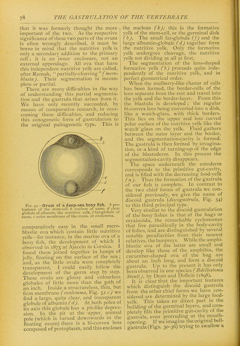 that it was formerly thought the more important of the two. As the respective significance of these two parts of tlie ovum is often wrongly described, it must be borne in mind that the nutritive yelk is only a secondary addition to the primary cell ; it is an inner enclosure, not an external appendage. All ova that have this independent nutritive yelk are called, after Remak,  partially-cleaving (mero- hJasta). Their segmentation is incom- plete or partial. There are many difficulties in the way of understanding this partial segmenta- tion and the gastrula that arises from it. We have only recently succeeded, by means of comparative research, in over- coming these difficulties, and reducing this cenogenetic form of gastrulation to the original palingenetic type. This is Fig. 52.—Ovum of a deep-sea bony fish, h pro- toplasm of the stem-cell, k nucleus of same, d clear globule of albumin, the nutritive yelk, / fat-globule of same, c outer membrane of the ovum, or ovolemma. comparatively easy in the small mero- blastic ova which contain little nutritive yelk—for instance, in the marine ova of a bony fish, the development of which I observed in 1875 at Ajaccio in Corsica. I found them joined together in lumps of jelly, floating on the surface of the sea; and, as the little ovula were completely transparent, I could easily follow the development of the germ step by step. These ovula are glossy and colourless globules of Httle more than the 50th of an inch. Inside a structureless, thin, but firm membrane (ovolemma, Fig. 52 c) we find a large, quite clear, and transparent globule of albumin (d). At both poles of its axis this globule has a pit-like depres- sion. In the pit at the upper, animal pole (which is turned downwards in the floating ovum) there is a bi-convex lens composed of protoplasm, and this encloses the nucleus (h); this is the formative yelk of the stem-cell, or the germinal disk (b). The small fat-globule (f) and the large albumin-globule (d) together form the nutritive yelk. Only the formative yelk undergoes cleavage, the nutritive yelk not dividing at all at first. The segmentation of the lens-shaped formative yelk (b) proceeds quite inde- pendently of the nutritive yelk, and in perfect geometrical order. When the mulberry-like cluster of cells has been formed, the border-cells of the lens separate from the rest and travel into the yelk and the border-layer. From this the blastula is developed ; the regular bi-convex lens being converted into a disk, like a watch-glass, with thick borders. This lies on the upper and less curved polar surface of the nutritive yelk like the watch' glass on the yelk. Fluid gathers between the outer layer and the border, and the segmentation-cavity is formed. The gastrula is then formed by invagina- tion, or a kind of turning-up of the edge of the blastoderm. In this process the segmentation-cavity disappears. The space underneath the entoderm corresponds to the primitive gut-cavity, and is filled with the decreasing food-yelk (11). Thus the formation of the gastrula of our fish is complete. In contrast to the two chief forms of gastrula we con- sidered previously, we give the name of discoid gastrula (discogastrula, Fig. 54) to this third principal type. Very similar to the discoid gastrulation of the bony fishes is that of the hags or myxinoida, the remarkable cyclostomes that live parasitically in the body-cavity of fishes, and are distinguished by several notable peculiarities from their nearest i-elatives, the lampreys. While the amphi- blastlc ova of the latter are small and develop like those of the amphibia, the cucumber-shaped ova of the hag are about an inch long, and form a discoid gastrula. Up to the present it has only been observed in one species (Bdellostoma StotitiJ, by Dean and Doflein (1S98). It is clear that the important features which distinguish the discoid gastrula from the other chief forms we have con- sidered are determined by the large food- yelk. This takes no direct part in the building of the germinal layers, and com- pletely fills the primitive gut-cavity of the gastrula, even protruding at the mouth- opening. If we imagine the original bell- gastrula(Figs. 30-36) trying to swallow a