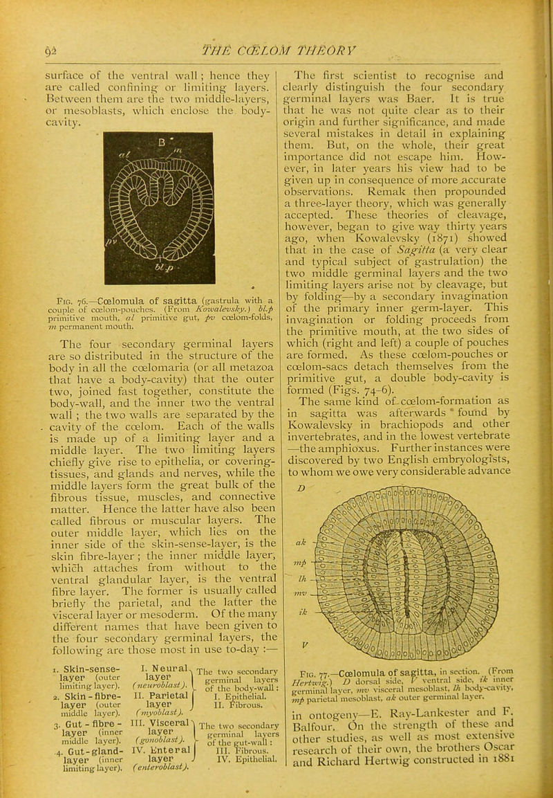 surface of the ventral wall; hence they arc called confining or limiting layers. Between them are the two middle-layers, or mesoblasts, which enclose the body- cavity. Fig. 76.—Coelomula of sagitta (grastrula with a couple of ccelom-poiichcs. (From Kotmlevsky.) bl.p primiti\e mouth, al primitive gut, pv coalom-folds, m permanent mouth. The four secondary germinal layers are so distributed in the structure of the body in all the cceloniaria (or all metazoa that have a body-cavity) that the outer two, joined fast together, constitute the body-wall, and the inner two the ventral wall ; the two walls are separated by the cavity of the ccelom. Each of the walls is made up of a limiting layer and a middle layer. The two limiting layers chiefly give rise to epithelia, or covering- tissues, and glands and nerves, while the middle layers form the great bulk of the fibrous tissue, muscles, and connective matter. Hence the latter have also been called fibrous or muscular layers. The outer middle layer, which lies on the inner side of the skin-sense-layer, is the skin fibre-layer ; the inner middle layer, which attaches from without to the ventral glandular layer, is the ventral fibre layer. Tiie former is usually called briefly the parietal, and the latter the visceral layer or mesoderm. Of the many different names that have been given to the four secondary germinal layers, the following are those most in use to-day :— 1. Skln-sense- layer (outer Hmiting layer). 2. Skin-flbre- layer (outer middle layer). 3. Gut - fibre - layer (inner middle layer). .4. Gut-gland- laj;er (inner limiting layer). I. NeuraL layer { neuroblast). II. Parietal layer (myoblast), III. Visceral- layer (gonoblast). IV. Enteral layer ( enleroblast). The first scientist to recognise and clearly distinguish the four secondary germinal layers was Baer. It is true that he was not quite clear as to their origin and further significance, and made several mistakes in detail in explaining them. But, on tiie whole, their great importance did not escape him. How- ever, in later years his view had to be given up in consequence of more accurate observations. Remak then propounded a three-layer theory, which was generally accepted. These theories of cleavage, however, began to give way thirty years ago, when Kowalevsky (i^^yi) siiowed that in the case of Sagitta (a very clear and typical subject of gastrulation) the two middle germinal layers and the two limiting layers arise not by cleavage, but by folding—by a secondary invagination of the primary inner germ-layer. This invagination or folding proceeds from the primitive mouth, at the two sides of which (right and left) a couple of pouches are formed. As these coelom-pouches or coelom-sacs detach themselves from the primitive gut, a double body-cavity is formed (Figs. 74-6). The same kind of - coelom-formation as in sagitta was afterwards ' found by Kowalevsky in brachiopods and other invertebrates, and in the lowest vertebrate —the amphioxus. Further instances were discovered by two English embrj'ologists, to whom we owe very considerable advance The two secondary germinal layers of the body-wall: I. Epithelial. II. Fibrous. The two secondary germinal layers of the gut-wall: III. Fibrous. IV. Epithelial. Fig. 77.—Coelomula of sagitta, m section. (From Hertu'ig.) D dorsal side, (' ventral side, i* niner germinal laver, mv visceral mesoblast, Ih Kid>-cavity, ■mp parietal'mesoblast, ak outer germmal layer. in ontogeny—E. Ray-Lankester and F. Balfour. On the strength of these and other studies, as well as most extensive research of their own, the brothers Oscar and Richard Hertwig constructed in 1881