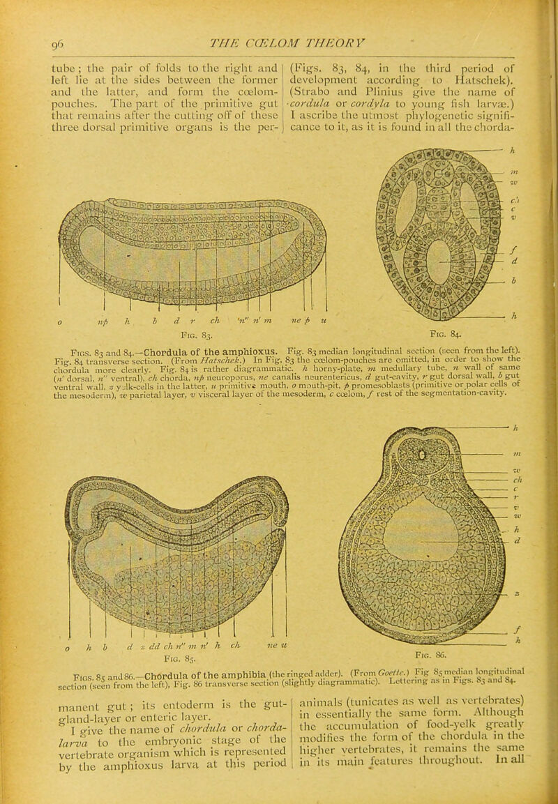 tube ; the pair of folds to the rltjlit and left He at the sides between the former and the latter, and form the coelom- pouches. Tiie part of the primitive gut thfit remains after the cutting' off of these three dorsal primitive organs is the per- (Figs. 83, 84, in the third period of development according to Hatschek). (Slrabo and Plinlus give the name of •cordula or cordyla to young fish larvai.) I ascribe the utmost phylogenetic signifi- cance to it, as it is found in all the chorda- FlG. 84. Figs. 83 and 84.—ChOPdula of the amphioxus. Fig. 83 median longitudinal section (seen from the left). Fig. 84 transverse section. (Vrom Hatschek.) In Fig. 83 the coelom-pouches are omitted, in order to show the chordula more clearly. Fig. 84 is rather diagrammatic. _ h horny-plate, «J medullary tube, n wall of same («' dorsal, n ventral), ch chorda, Hp neuroporus. tic canalis neurentericus, d gut-cavity, r gut dorsal wall, b gut ventral wall, s yjlk-cells in the latter, ic primitive mouth, o mouth-pit, p promesoblasts (pnmitive or polar cells ot the mesoderm), w parietal layer, v visceral layer of the mesoderm, c coelom,/ rest of the segmentation-cavity. h b ■ dtl I li It I n' Fio. 85. A ch Fig. 86. s 8q and 86-Chordula Of the amphibia (the ringed .-idder). (From fJorf/r.) Fig 85 median longitudinal (seen Cn, the left) Fig. 86 transverse section (sligT.tly diagrammatic). Lettering as m F.gs. 83 and 84. Figs section manent gut ; its entoderm is the gut- gland-layer or enteric layer. I p-ive the name of chordula or chorda- larva to the embryonic stage of the vertebrate organism which is represented by the amphioxus larva at this period animals (tunicates as well as vertebrates) in essentially the same form. Although the accumiilation of food-yelk greatly modifies the form of the chordula in the higher vertebrates, it remains the same in its main features throughout. In all