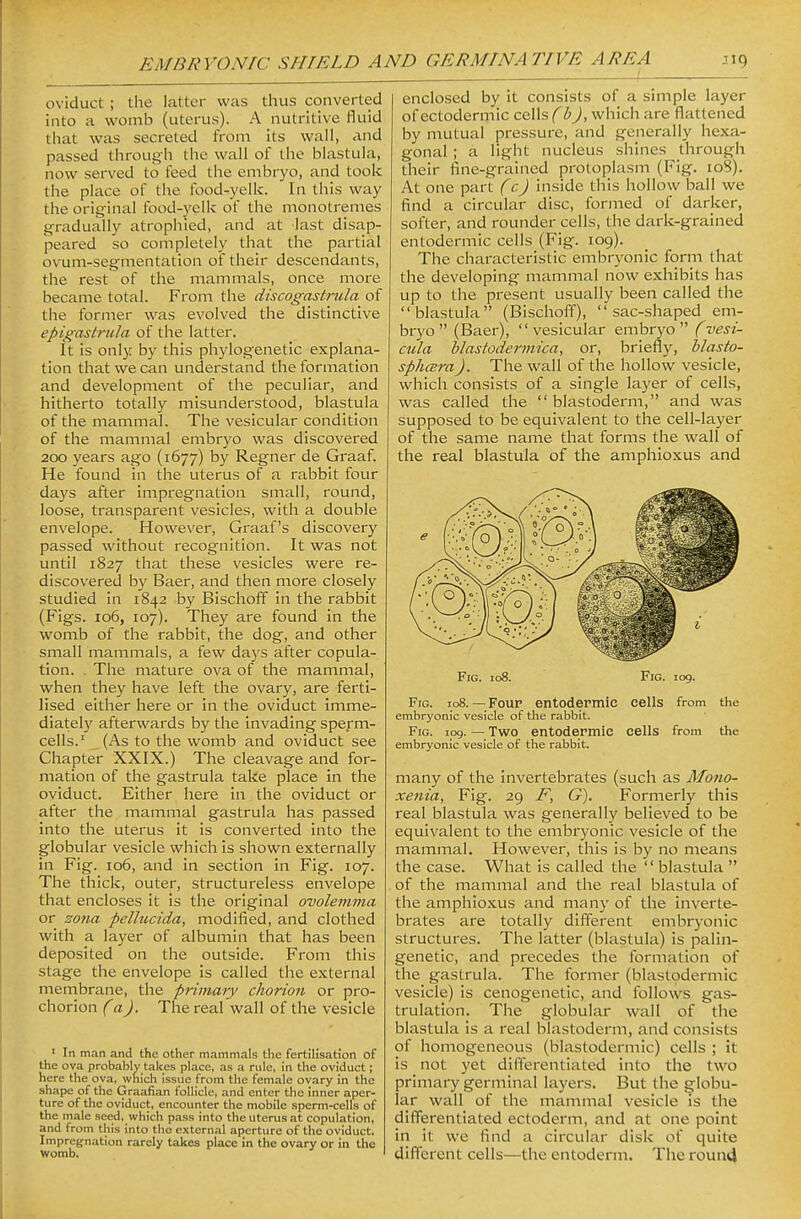 oviduct; the latter was thus converted into a womb (uterus). A nutritive fluid that was secreted from its wall, and passed through the wall of the blastula, now served to feed the embryo, and took the place of the food-yelk. In this way the original food-yelk of the monotremes gradually atrophied, and at last disap- peared so completely that the partial ovum-segmentation of their descendants, the rest of the mammals, once more became total. From the discogastnila of the former was evolved the distinctive epigastriila of the latter. It is only by this phylogenetic explana- tion that we can understand the formation and development of the peculiar, and hitherto totally misunderstood, blastula of the mammal. The vesicular condition of the mammal embryo was discovered 200 years ago (1677) by Regner de Graaf. He found in the uterus of a rabbit four days after impregnation small, round, loose, transparent vesicles, with a double envelope. However, Graaf's discovery passed without recognition. It was not until 1827 that these vesicles were re- discovered by Baer, and then more closely studied in 1842 by Bischoff in the rabbit (Figs. 106, 107). They are found in the womb of the rabbit, the dog, and other small mammals, a few days after copula- tion. . The mature ova of the mammal, when they have left the ovary, are ferti- lised either here or in the oviduct imme- diately afterwai'ds by the invading sperm- cells.' (As to the womb and oviduct see Chapter XXIX.) The cleavage and for- mation of the gastrula take place in the oviduct. Either here in the oviduct or after the mammal gastrula has passed into the uterus it is converted into the globular vesicle which is shown externally in Fig. 106, and in section in Fig. 107. The thick, outer, structureless envelope that encloses it is the original ovolemma or sona pellucida, modified, and clothed with a layer of albumin that has been deposited on the outside. From this stage the envelope is called the external membrane, the primary chorion or pro- chorion (a). The real wall of the vesicle ' In man and the other mammals the fertilisation of the ova probably takes place, as a rule, in the oviduct; here the ova, which issue from the female ovary in the shape of the Graafian follicle, and enter the inner aper- ture of the oviduct, encounter the mobile sperm-cells of the male seed, which pass into the uterus at copulation, and from this into the external aperture of the oviduct- Impregnation rarely takes place in the ovary or in the Womb. enclosed by it consists of a simple layer ofectodermic cells f^i^, which are flattened by mutual pressure, and generally hexa- gonal ; a light nucleus siiincs through their fine-grained protoplasm (Fig. 108). At one part (c) inside this hollow ball we find a circular disc, formed of darker, softer, and rounder cells, the dark-grained entodermic cells (Fig. 109). The characteristic embryonic form that the developing mammal now exhibits has up to the present usually been called the blastula (Bischoff), sac-shaped em- bryo (Baer), vesicular embryo (vesi- cula blastodermica, or, briefly, blasto- sphcBra). The wall of the hollow vesicle, which consists of a single layer of cells, was called the blastoderm, and was supposed to be equivalent to the cell-layer of the same name that forms the wall of the real blastula of the amphioxus and Fig. 108. Fig. log. Fig. 108.—Four entodermic cells from the embryonic vesicle of the rabbit. Fig. icq. — Two entodermic cells from the embryonic vesicle of the rabbit. many of the invertebrates (such as Mono- xenia, Fig. 29 E, G). Formerly this real blastula was generally believed to be equivalent to the embryonic vesicle of the mammal. However, this is by no means the case. What is called the  blastula  of the mammal and the real blastula of the amphioxus and many of the inverte- brates are totally different embryonic structures. The latter (blastula) is palin- genetic, and precedes the formation of the gastrula. The former (blastodermic vesicle) is cenogenetic, and follows gas- trulation. The globular wall of the blastula is a real blastoderm, and consists of homogeneous (blastodermic) cells ; it is not yet differentiated into the two primary germinal layers. But the globu- lar wall of the mammal vesicle is the differentiated ectoderm, and at one point in it we find a circular disk of quite different cells—the entoderm. The rounti