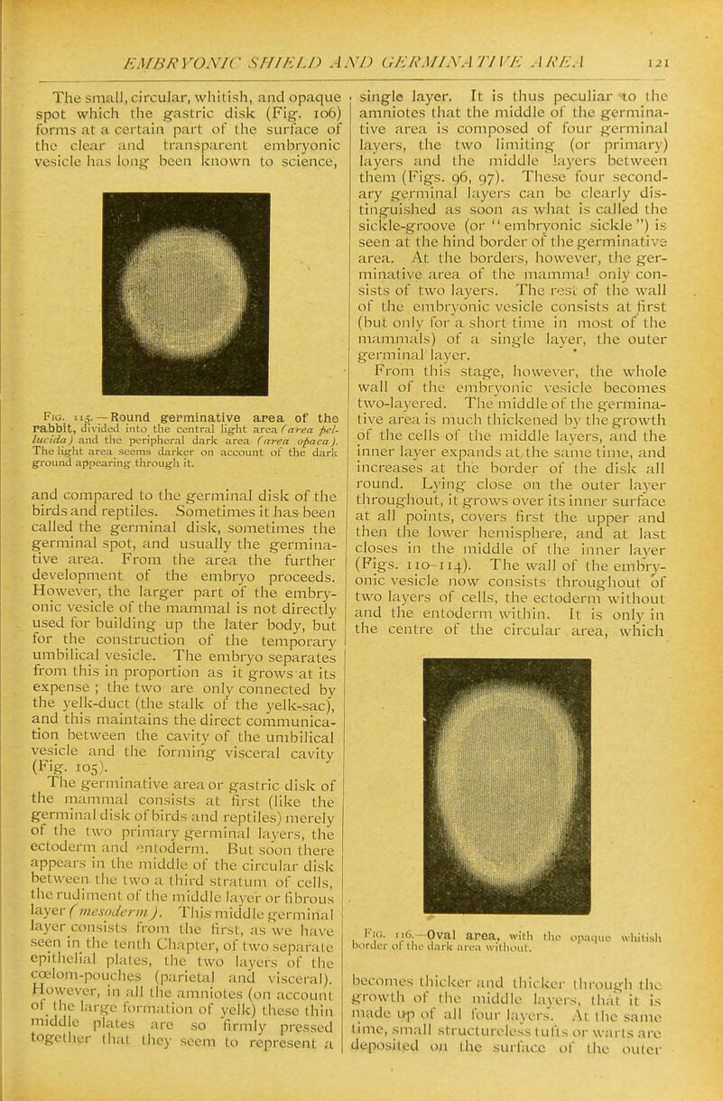 The small, circular, whitish, and opaque spot which the gastric disk (Fig. io6) forms at a certain part of the surface of the clear and transparent embryonic vesicle has long been known to science, Fig. 115. — Round germinatlve area of the rabbit, divided into the central light area (area pel- lucida) and the peripheral dark area (area opaca). The light area seems darker on account of the dark ground appearing through it. and compared to the germinal disk of the birds and reptiles. Sometimes it has been called the germinal disk, sometimes the germinal spot, and usually the germina- tive area. From the area the further development of the embryo proceeds. Howe\er, the larger part of the embry- onic vesicle of the mammal is not directly used for building up the later body, but for the construction of the temporary umbilical vesicle. The embryo separates from this in proportion as it grows at its expense ; the two are only connected by the yelk-duct (the stalk of the yelk-sac), and this maintains the direct communica- tiori between the cavity of the umbilical vesicle and the forming visceral cavity (Fig. 105). The germinative area or gastric disk of the mammal consists at first (like the germinal disk of birds and reptiles) merely of the two primary germinal layers, the ectoderm and entoderm. But soon there appears in the middle of the circular disk between the two a third stratum of cells, the rudiment of the middle laj-er or fibrous layer (mesoderm J. This middle germinal layer consists from the first, as we have seen in the tenth Chapter, of two separate epithelial plates, the two layers of the coelom-pouches (parietal and visceral). However, in all the amniotes (on account of the large formation of yelk) these thin middle plates are so firmly pressed together (hat Ihey seem to represent a . single layer. It is thus peculiar to the amniotes that the middle of the germina- tive area is composed of four germinal layers, the two limiting (or primary) layers and the middle la3'ers between them (Figs. 96, 97). These four second- ary germinal layers can be clearly dis- tinguished as soon as what is called the sickle-groove (or  embryonic sickle ) is seen at the hind border of the germinative area. At the borders, however, the ger- minative area of the mammal only con- sists of two layers. The rest of the wall of the embryonic vesicle consists at first (but only for a short time in most of the mimimals) of a single layer, the outer germinal layer. From this stage, however, the whole wall of the embryonic vesicle becomes two-layered. The middle of the germina- tive area is much thickened by the growth of the cells of the middle layers, and the inner layer expands at the same time, and increases at the border of the disk all round. Lying close on the outer layer throughout, it grows over its inner surface at all points, covers first the upper and then the lower hemisphere, and at last closes in the middle of the inner layer (Figs. 110-114). The wall of the embry- onic vesicle now consists throughout of two layers of cells, the ectoderni without and the entoderm within. It is only in the centre of the circular area, which iMii. it6.—Oval area, with the op.ique whitish border ot the dark area witlunit. becomes thicker and thicker through the growth of the middle layers, that it is made uf) of all four layers. At (he same time, small structureless tufts or warts arc deposited on the surface of the outer