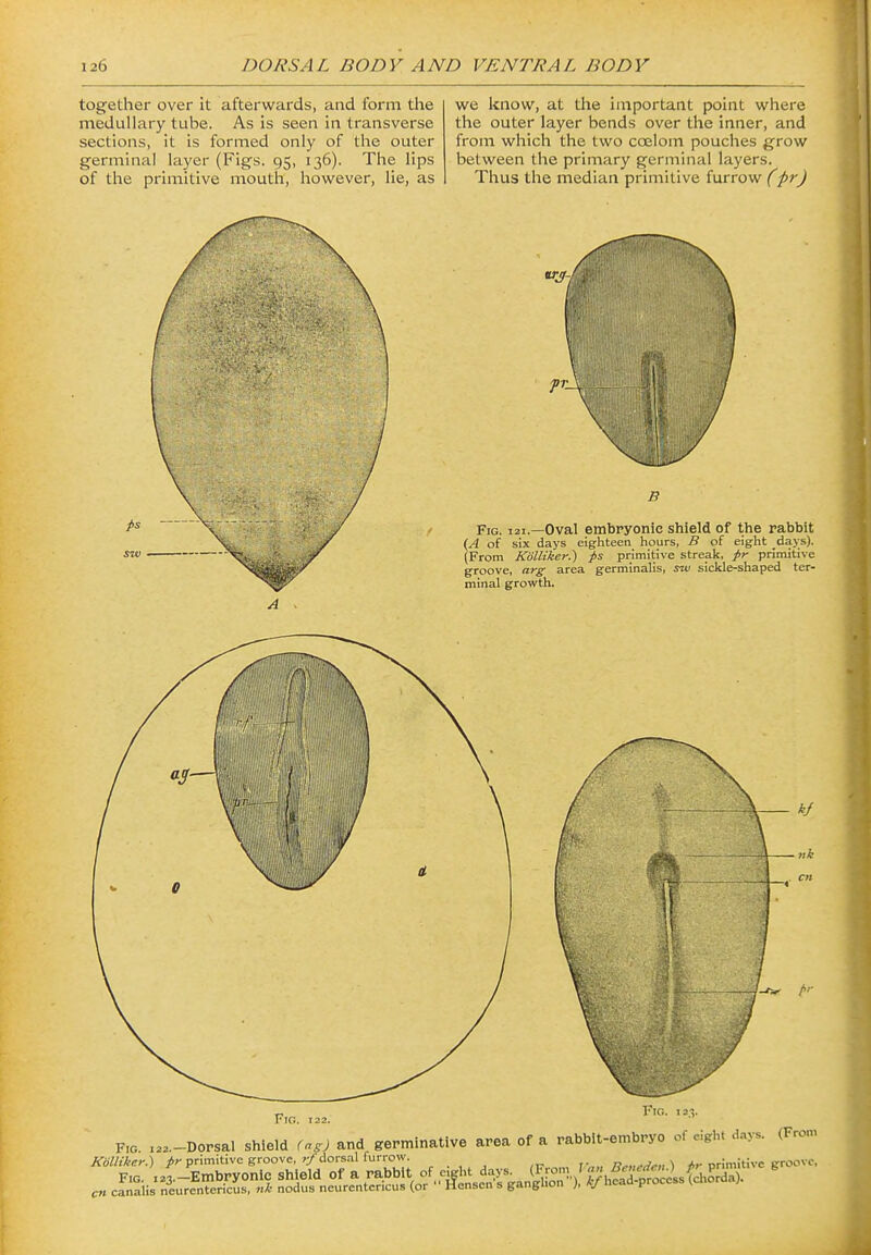 together over it afterwards, and form the medullary tube. As is seen in transverse sections, it is formed only of the outer germinal layer (Figs. 95, 136). The lips of the primitive mouth, however, lie, as we know, at the important point where the outer layer bends over the inner, and from which the two coelom pouches grow between the primary germinal layers. Thus the median primitive furrow (pr) Fig. 121.—Oval embryonic shield of the rabbit {A of six days eighteen hours, B of eight .da>;s). (From Kolliker.) ps primitive streak, primitive groove, arg area germinalis, sw sickle-shaped ter- minal growth. Fig. 122. Vw,. 12.5. FiG. .2..-Dorsal shield (as) and germinative area of a rabbit-embryo of eight days. (From Kolliker.) primitive groove, »/dorsal furrow. r-„„ c^„^^^„ ^ <^ orimitive groove,