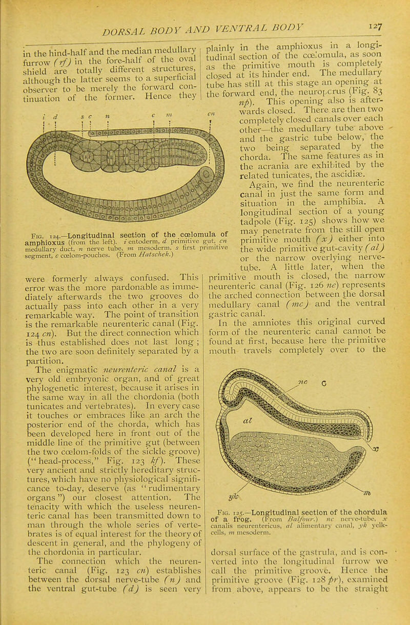 in the hind-half and the median medullary furrow (rf) In the fore-half of the oval shield are totally difTerent structures, although the latter seems to a superficial observer to be merely the forward con- tinuation of the former. Hence they Fig. 124.—Longitudinal section of the coelomula of amphiOXUS (from the left), i entoderm, d primitive gut, cn medullary duct, n nerve tube, m mesoderm, x first primitive segment, c coelom-pouches. (From Hatschek.) were formerly always confused. _ This error was the more pardonable as imme- diately afterwards the two grooves do actually pass into each other in a very remarkable way. The point of transition is the remarkable neurenteric canal (Fig. 124 cm). But the direct connection which is thus established does not last long ; the two are soon definitely separated by a partition. The enigmatic neurenteric canal is a very old embryonic organ, and of great pliylogenetic interest, because it arises in the same way in all the chordonia (both tunicates and vertebrates). In every case it touches or embraces like an arch the posterior end of the chorda, which has been developed here in front out of the middle line of the primitive gut (between the two coelom-folds of the sickle groove) (head-process, Fig. 123 kf). These very ancient and strictly hereditary struc- tures, which have no physiological signifi- cance to-day, deserve (as rudimentary organs) our closest attention. The tenacity with which the useless neuren- teric canal has been transmitted down to man through the whole series of verte- brates is of equal interest for the theory of descent in general, and the phylogeny of the chordonia in particular. The connection which the neuren- teric canal (Fig. 123 cn) establishes between the dorsal nerve-tube (n) and the ventral gut-tube (d) is seen very plainly in the amphioxus in a longi- tudinal section of the coe.'omula, as soon as the primitive mouth is completely closed at its hinder end. The medullary tube has still at this stage an openmg at the forward end, the neuroixrus (Fig. 83 np). This opening also is after- wards closed. There are then two completely closed canals over each other—the medullary tube above and the gastric tube below, the two being separated by the chorda. The same features as in the acrania are exhibited by the related tunicates, the ascidise. Again, we find the neurenteric canal in just the same form and situation in the amphibia. A longitudinal section of a young tadpole (Fig. 125) shows how we may penetrate from the still open primitive mouth (x) either into the wide primitive gut-cavity (al) or the narrow overlying nerve- tube. A little later, when the primitive mouth is closed, the narrow neurenteric canal (Fig. 126 ne) represents the arched connection between the dorsal medullary canal (mcJ and the ventral gastric canal. In the amniotes this original curved form of the neurenteric canal cannot he found at first, because here the primitive mouth travels completely over to the Fig. 125.—Longitudinal section of the chordula of a fPOg. (From Balfour.) iic ncrve-lube, x can.-ilis ncurentericus, al aliment.iry canal, yk yclk- cells, 7;; mesoderm. dorsal surface of the gastrula, and is con- verted into the longitudinal furrow we call the primitive groove. Hence the primitive groove (Fig. 128/>/-), examined from above, appears to be the straight