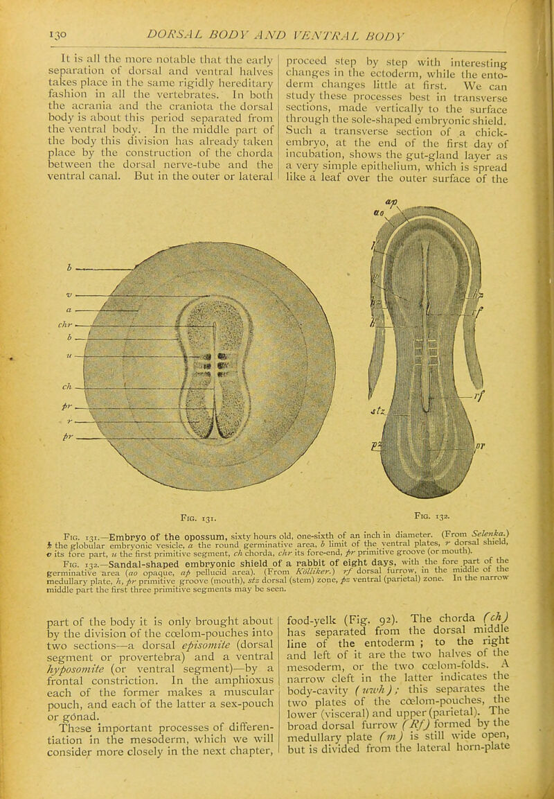 It is all the more notable that the early separation of dorsal and ventral halves takes place in the same rigidly hereditary fashion in all the vertebrates. In both the acrania and the craniota the dorsal body is about this period separated from the ventral body. In the middle part of the body this division has already taken place by the construction of tlie chorda iDetween the dorsal nerve-tube and the ventral canal. But in the outer or lateral proceed step by step with interesting changes in the ectoderm, while the ento- derm changes little at first. We can study these processes best in transverse sections, made vertically to the surface througii the sole-shaped embryonic shield. Such a transverse section of a chick- embryo, at the end of the first day of incubatipn, shows the gut-gland layer as a very simple epithelium, which is spread like a leaf over the outer surface of the Fig. 131. Fig. 132. Fig. 131.—Embryo of the opossum, sixty hours old, one-s«th of an inch in diameter. (From Selenka,) i the globular embryonic vesicle, a the round germinative area, b limit of the ventral plates, r dorsal shield, c its fore part, u the first primitive segment, ch chorda, chr its fore-end, J>r primitive groove (or mouth). Fig. 132.—Sandal-shaped embryonic shield of a rabbit of eight days, with tlie fore part of the germinative area (ao opaque, ap pellucid area). (From KoUiker.) rf dorsal furrow, in the middle ot the meduUary plate, h, j>i- primitive groove (mouth), stz dorsal (stem) zone, ventral (parietal) zone. In the narrow middle part the first three primitive segments may be seen. part of the body it is only brought about iDy the division of the coelom-pouches into two sections—a dorsal episomite (dorsal segment or provertebra) and a ventral hyposomite (or ventral segment)—by a frontal constriction. In the amphioxus each of the former makes a muscular pouch, and each of the latter a sex-pouch or gonad. These important processes of differen- tiation in the mesoderm, which we will consider more closely in the next chapter, food-yelk (Fig. 92). The chorda (ch) has separated from the dorsal middle line of the entoderm ; to the right and left of it are the two halves of the mesoderm, or the two co^lom-folds. A narrow cleft in the latter indicates the body-cavity {uivh); this separates the two plates of the coelom-pouches, the lower (visceral) and upper (parietal). The broad dorsal furrow (Rf) formed by the medullary plate (m) is still wide open, but is divided from the lateral horn-plate