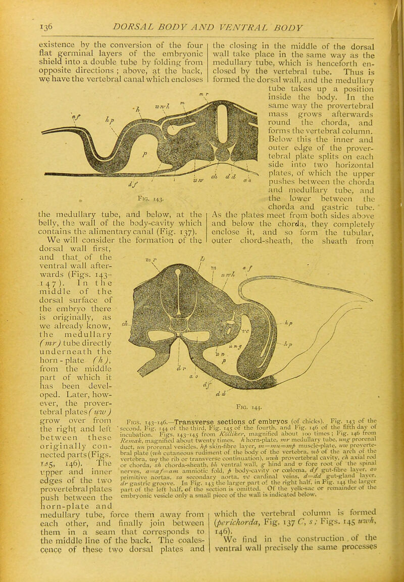 existence by the conversion of the four flat germinal layers of the embryonic shield into a double tube by folding from opposite directions ; above, at the back, we have the vertebral canal which encloses Fio. H3- the medullary tube, and below, at the belly, tha wall of the body-cavity which contains the alimentary canal (Fig. 137). We will consider the formation of the dorsal wall first, and that_ of the ventral wall after- wards (Figs. 143- 147). In the middle of the dorsal surface of the embryo there is originally, as we already know, the medullary (vir) tube directly underneath the horn - plate (h), the middle of which it been devel- Later, how- the prover- tebral plates iLw ) grow over from the right and left between these orig'inally con- nected parts (Figs. 1^5, 146). The upper and inner edges of the two provertebral plates push between the horn-plate and medullary tube, force them away from each other, and finally join between them in a seam that corresponds to the middle line of the back. The coales- c^ncQ of these two dorsal plates and the closing in the middle of the dorsal wall take place In the same way as the medullary tube, which is henceforth en- closed by the vertebral tube. Thus is formed the dorsal wall, and the medullary tube takes up a position inside the body. In the same way the provertebral mass grows afterwards round the chorda, and forms the vertebral column. Below this the Inner and outer edge of the prover- tebral plate splits on each side Into two horizontal plates, of which the upper pushes between the chorda and medullary tube, and the lower between the chorda and gastric tube. As the plates meet from both sides above and below the chorda, they completely enclose It, and so form the tubular, outer chord-sheath, the sheath from from part has oped. ever. •Ld,' Fig. 144. Figs. 143-146.—Transverse sections of embryos (of chicks). Fig. 143 of Uie second, Fig-. 144 of the third. Fig. 145 of the foiirtli, and Fig. 146 of the filth day ot incubation. Figs. 143-145 from Kollikei; n-iagnified about 100 times ; Fig. 146 trom Reinak, magnified about twenty times, h horn-plate, m>- medullary tube, uiig prorcnal duct, un prorenal vesicles, hp skin-fibre layer, m = mH=inp muscle-pl.^te, »«■ proverte- bral plate (miA cutaneous rudiment of the Ijody of the vertebra, -rtA of the .ych of the vertebra, %«q the rib or transverse continuation), im<h provertebral cavity, r/i axial rod or chorda, sh chorda-sheath, hh ventral wall, .ir hind and v tore root of the spinal nerves, a=af=am amniotic fold, p body-cavity or coeloma, df gut-fibre l-^J''', ])rimitive aortas, sa secondary .-lorta, vc cardinal veins, d^dd g:ut-gland layer. dr gastric groove. In Fig. 143 the larger part o? the right half, in Fig. 144 the larger part of the left half, of the section is omitted. Of the yelk-s.ac or remainder ot the embryonic vesicle only a small piece of the wall is indicated below. which the vertebral column is formed {perichorda, Fig. 137 C, s; Figs. 145 uwh, 146). We find In the construction ot the ventral wall precisely tlie same process^